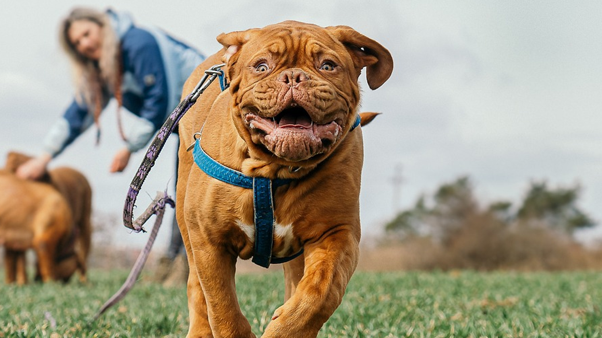 Dogue de bordeaux dog breed