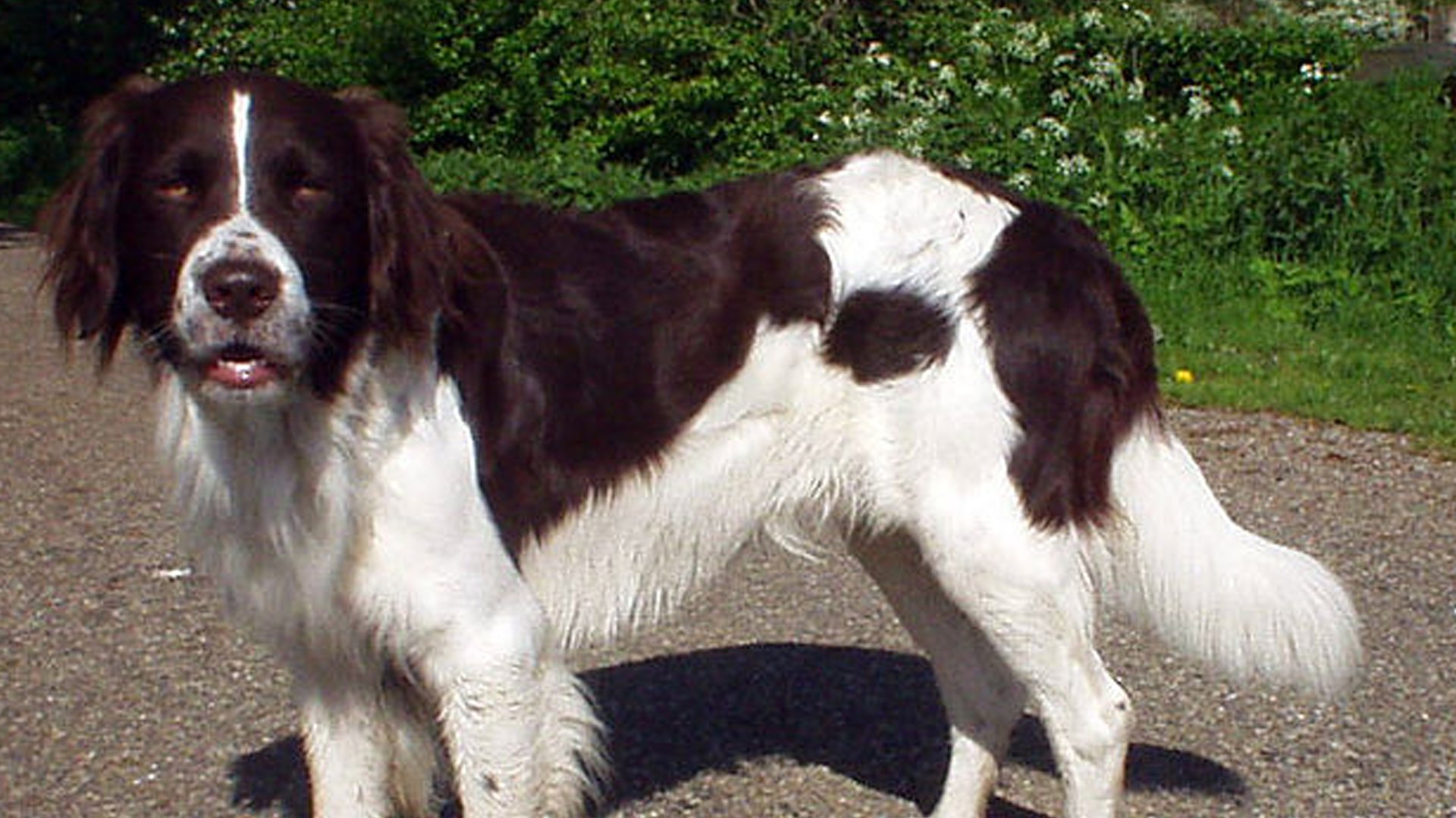 Drentsche Patrijshond Dog Breed