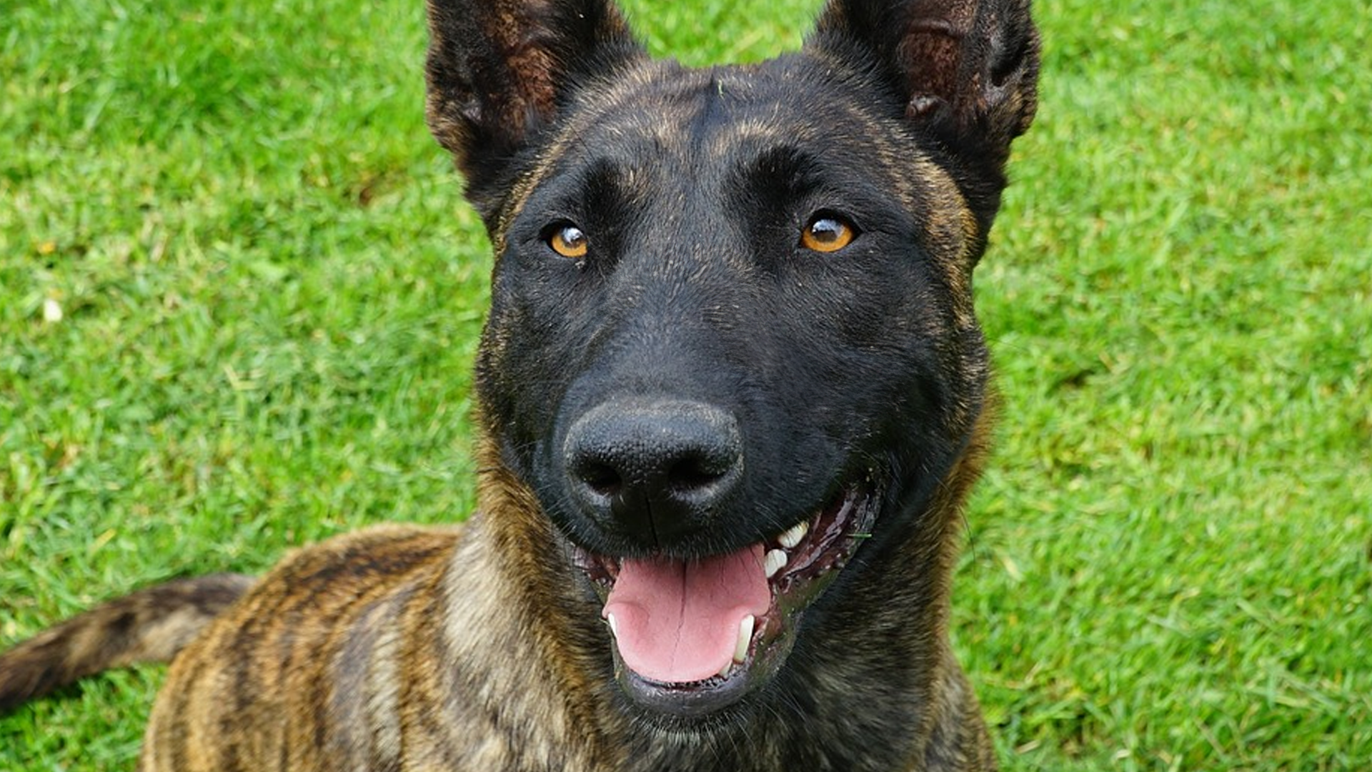 Dutch Shepherd Dog Breed