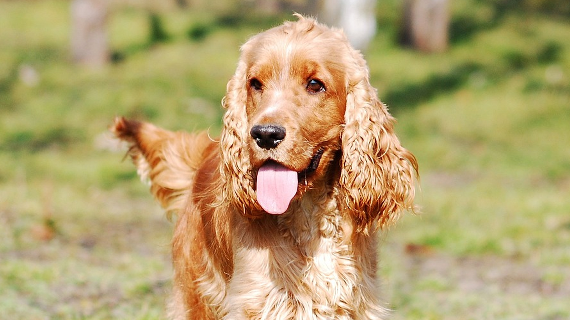 English Cocker Spaniel Dog Breed