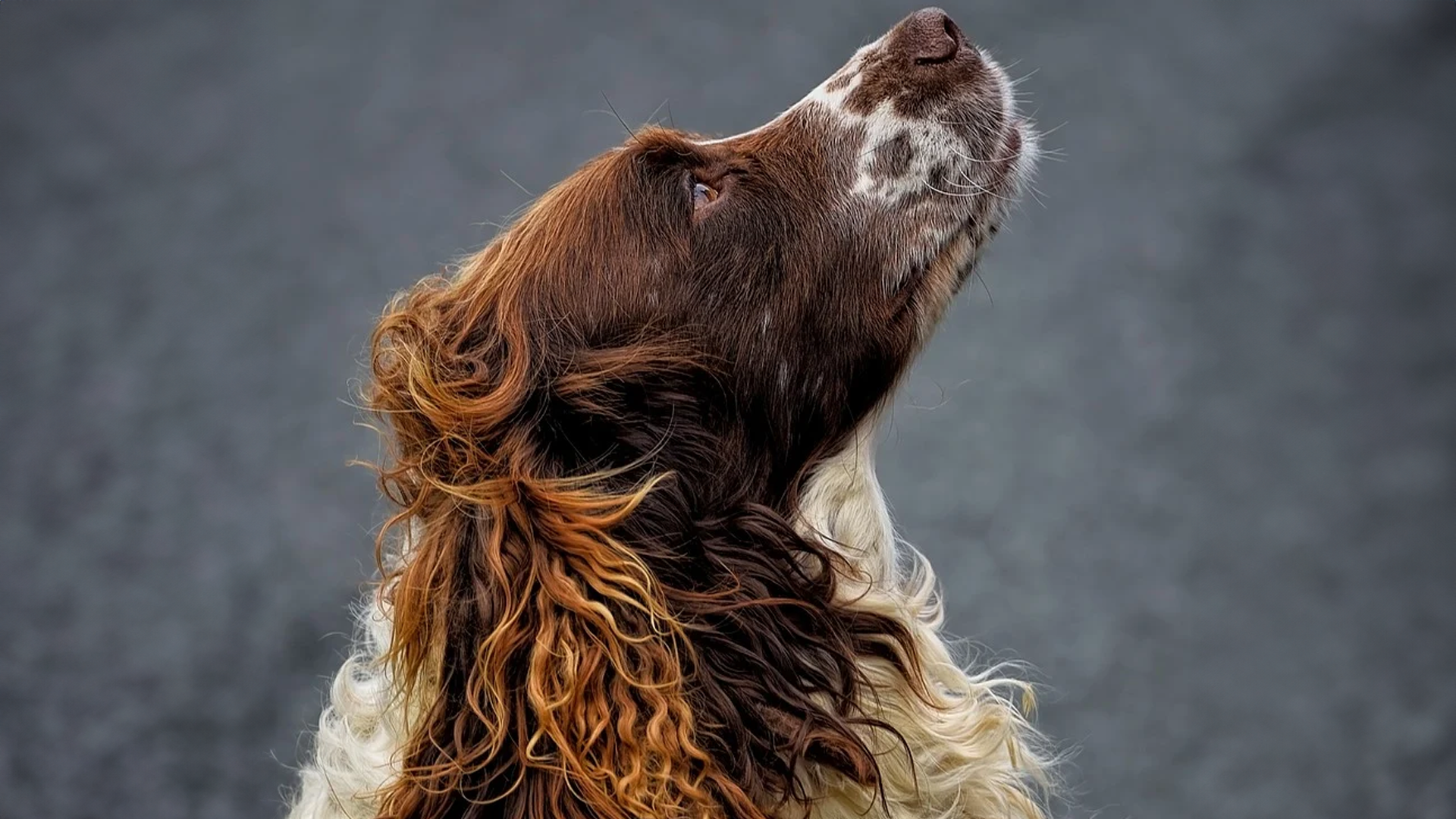 English Springer Spaniel Dog Breed