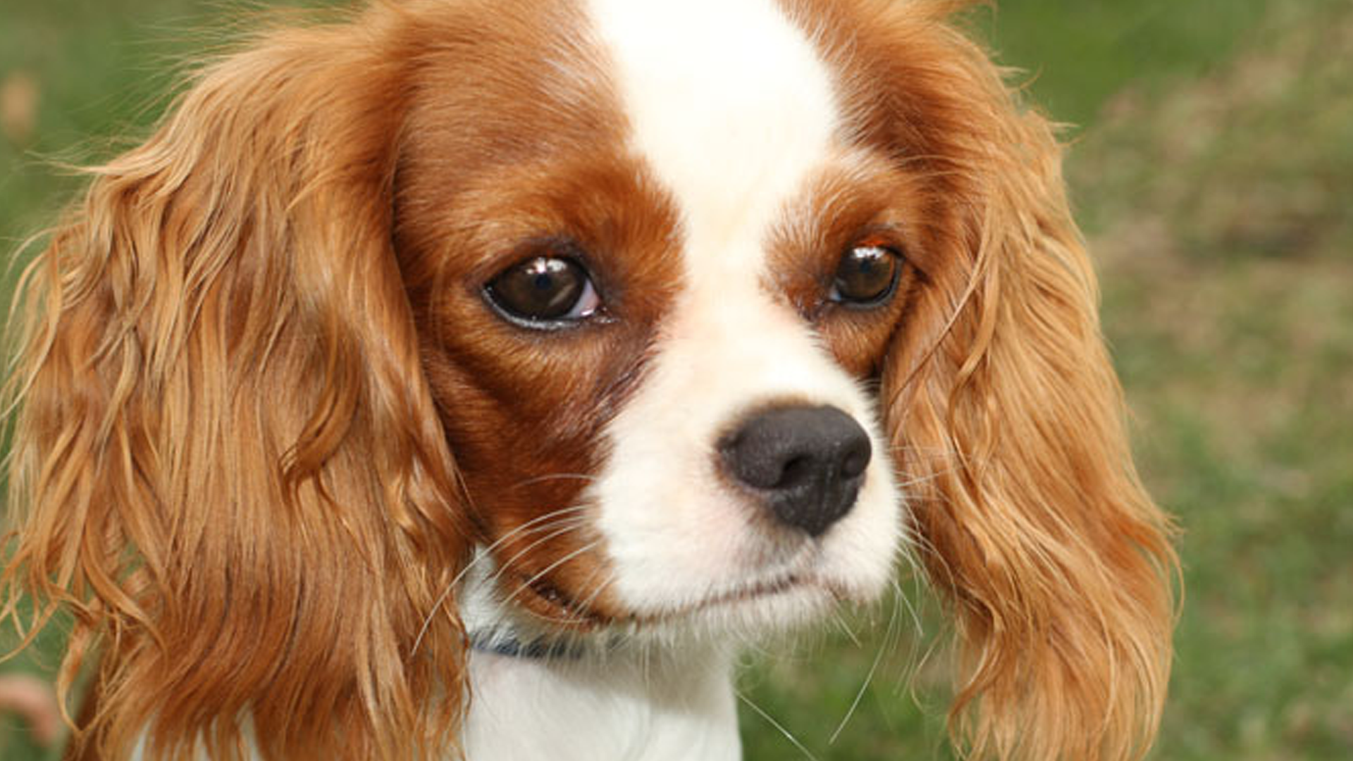 English Toy Spaniel Dog Breed