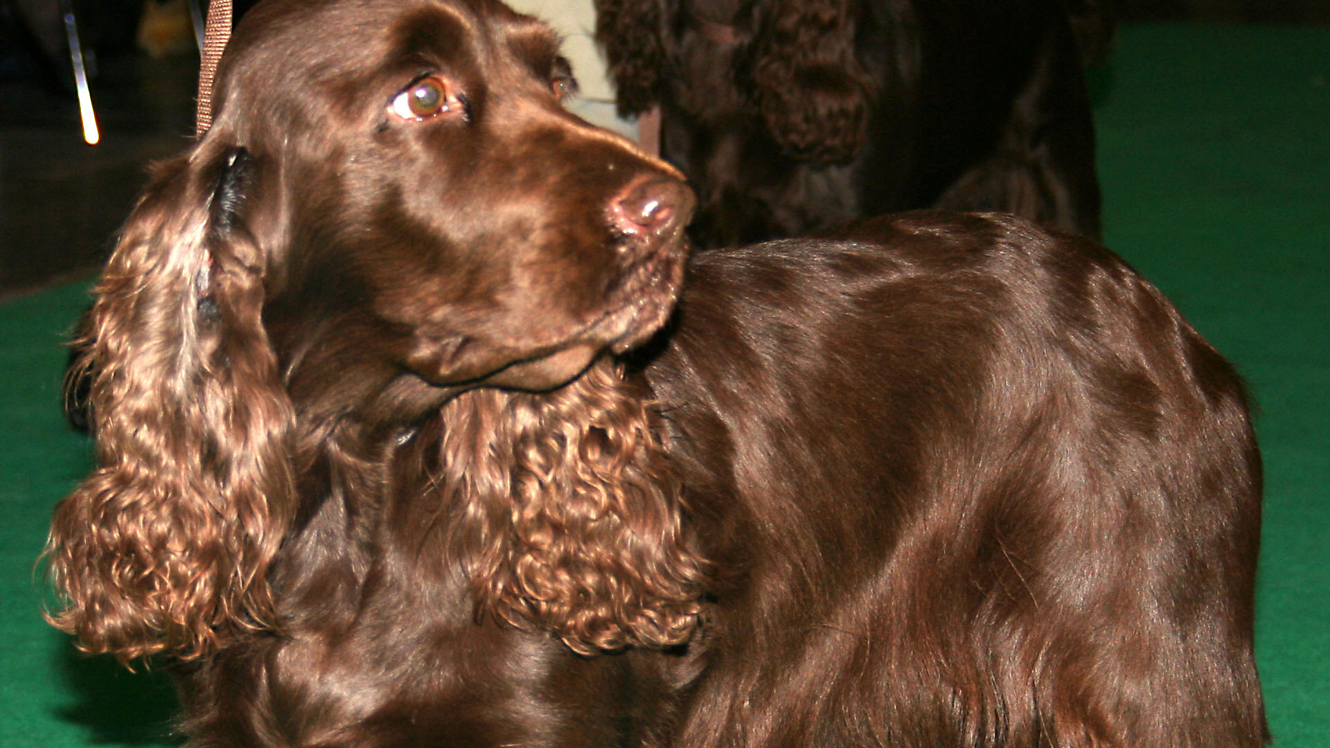 Field Spaniel Dog Breed