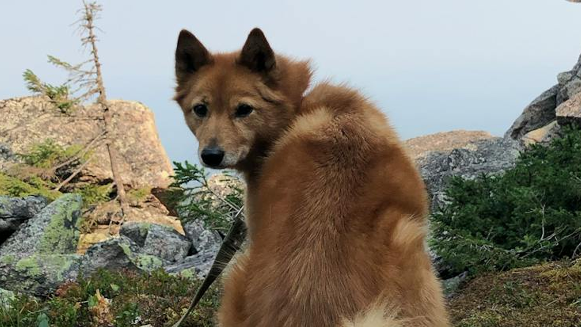 Finnish Spitz Dog Breed