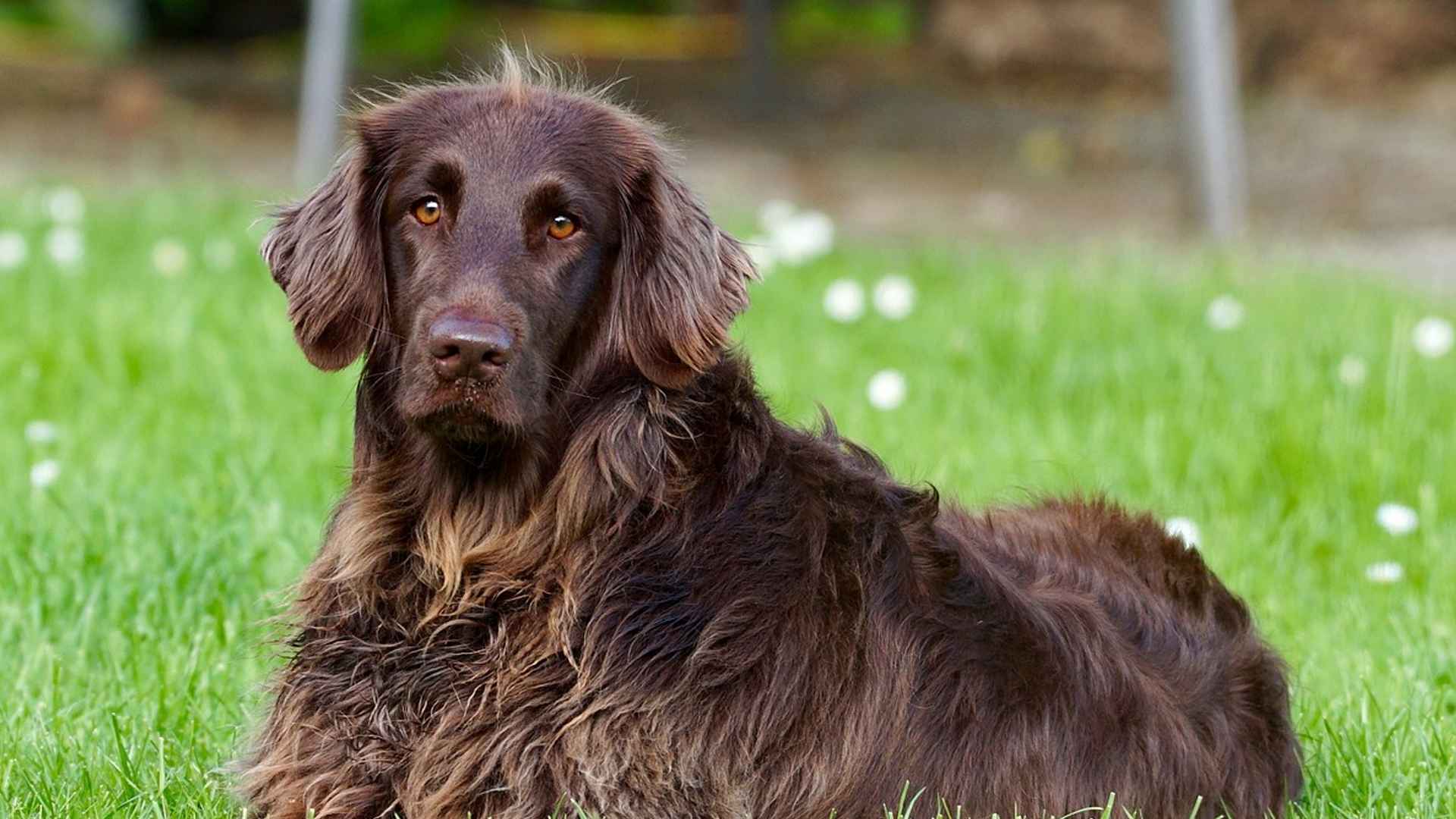 German Longhaired Pointer Dog Breed