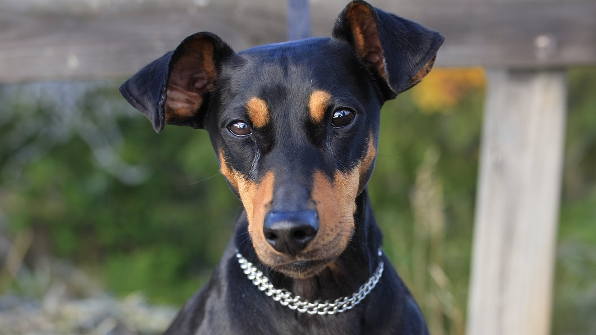 German Pinscher Dog Breed