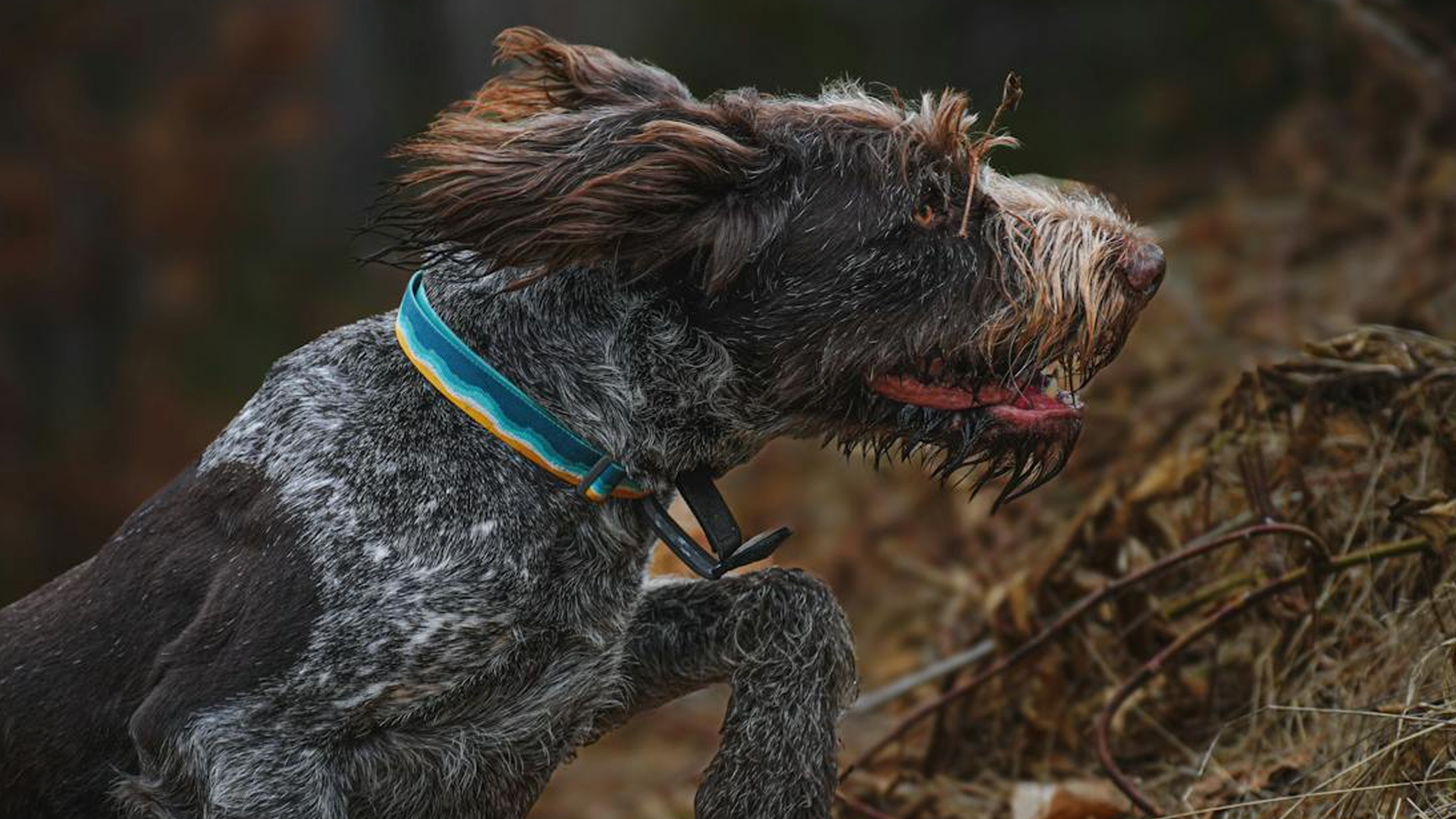 German Wirehaired Pointer Dog Breed