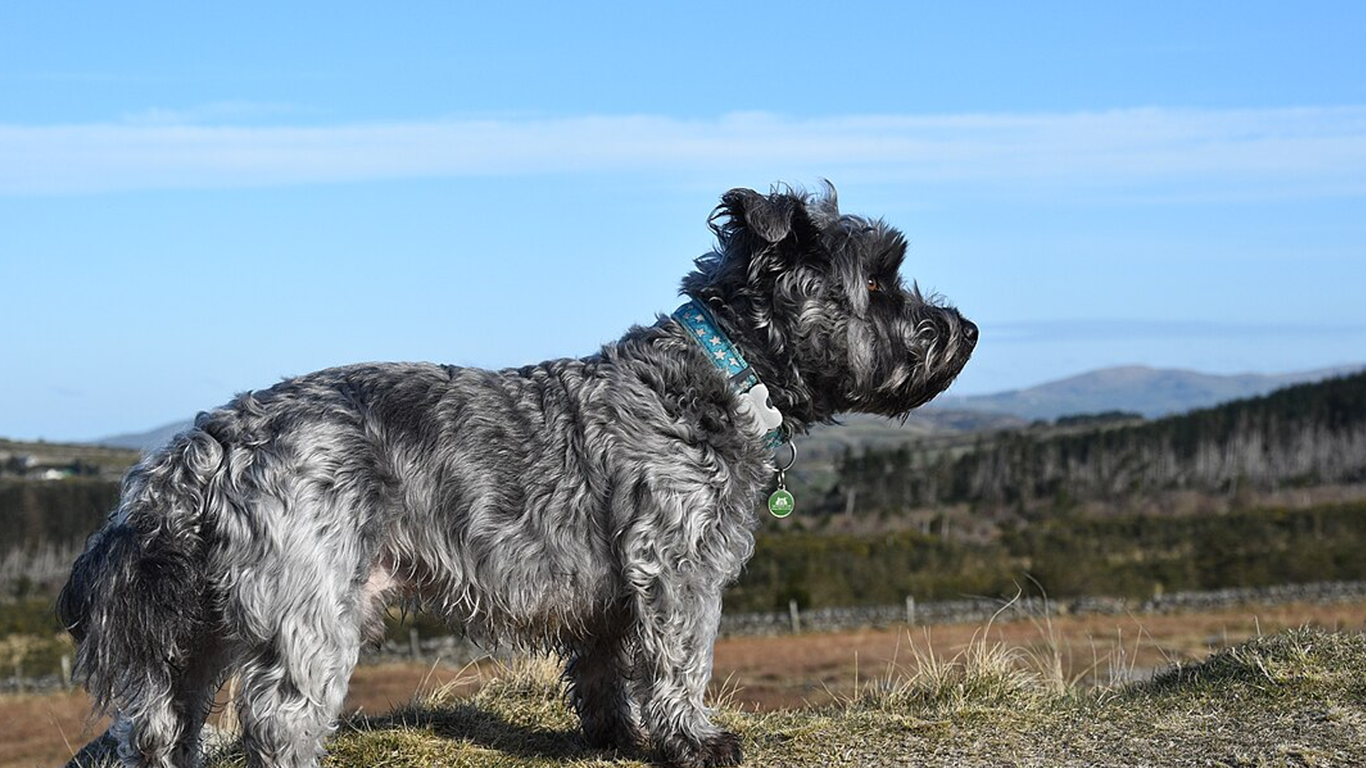 Glen of Imaal Terrier Dog Breed