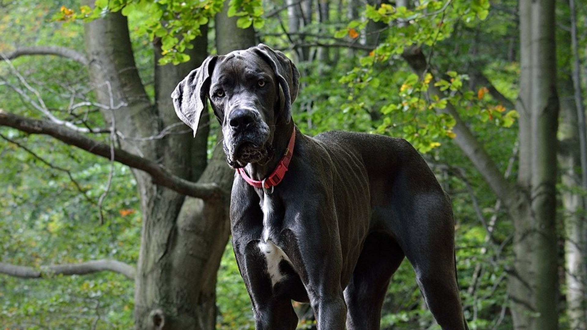 Great Dane Dog Breed