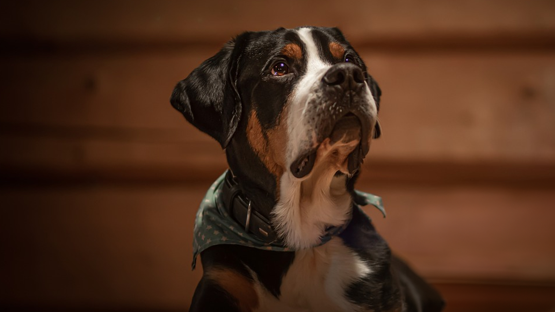 Greater Swiss Mountain Dog Dog Breed