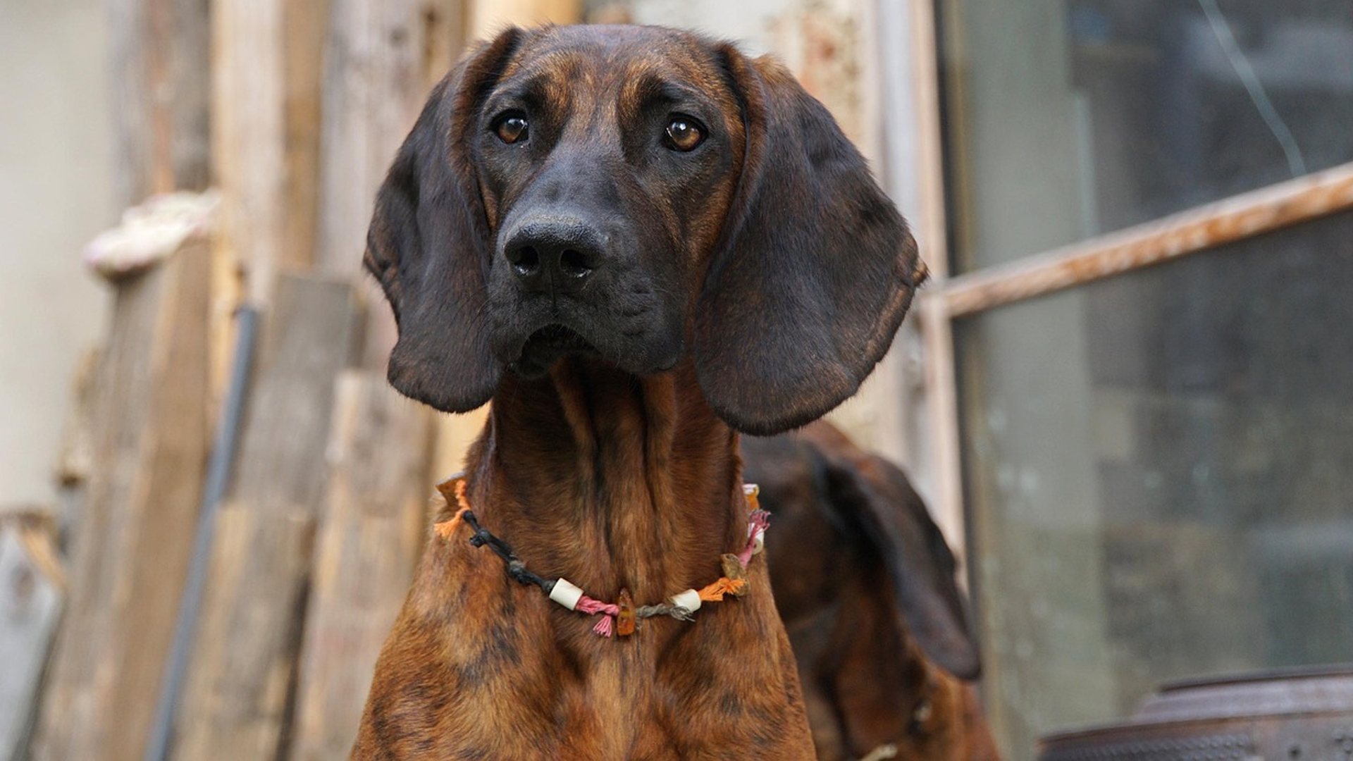 Hanoverian Scenthound Dog Breed