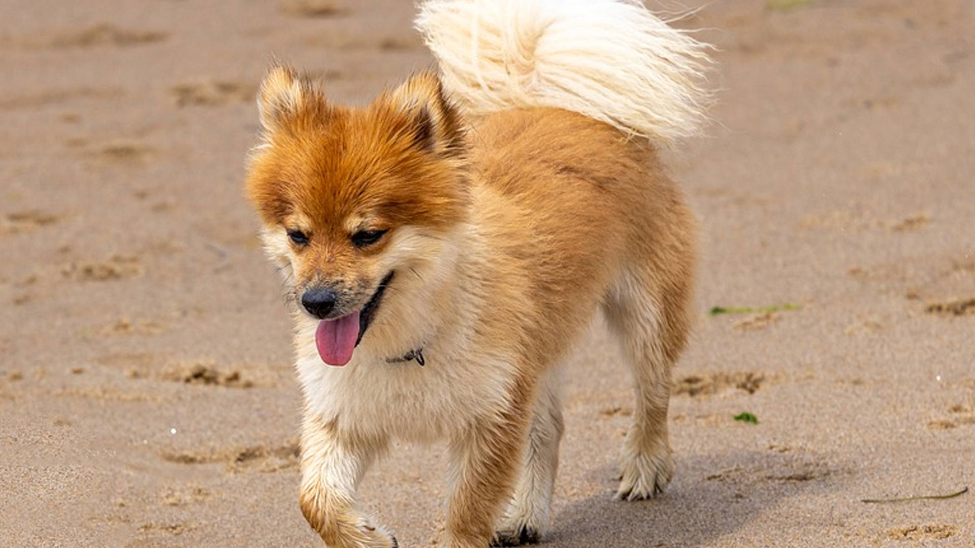 Icelandic Sheepdog Dog Breed