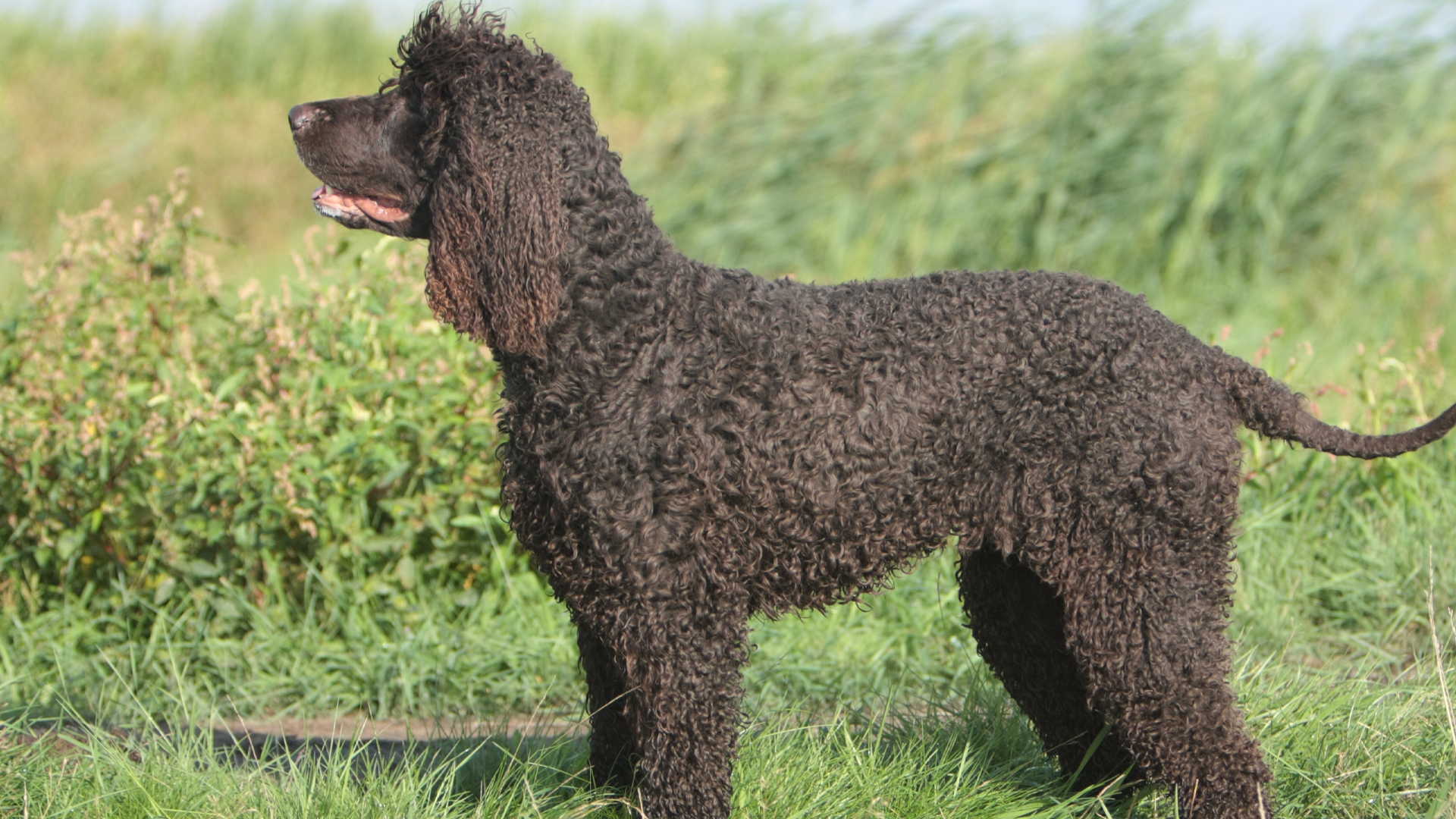 Irish Water Spaniel Dog Breed