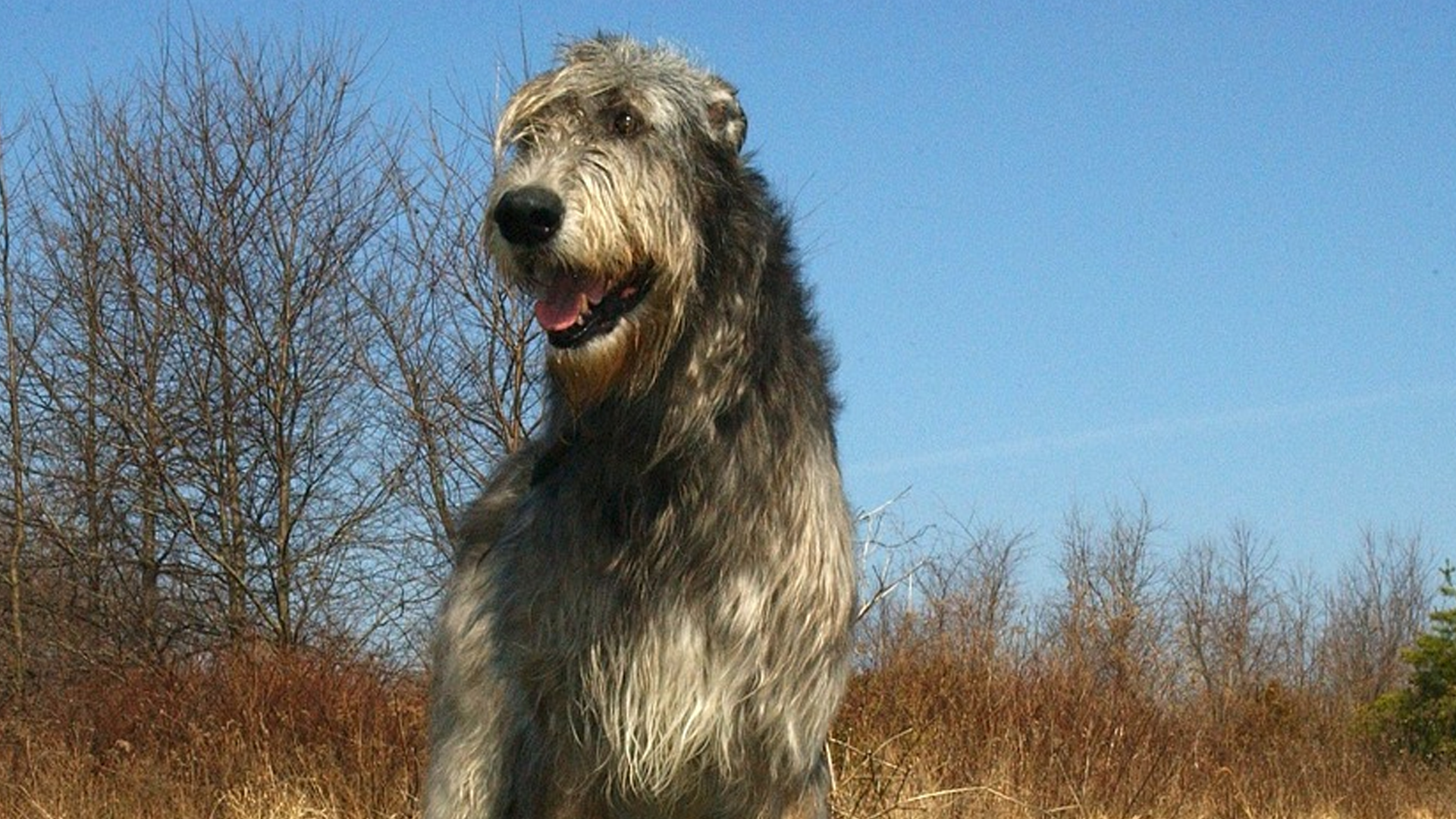 Irish Wolfhound Dog Breed