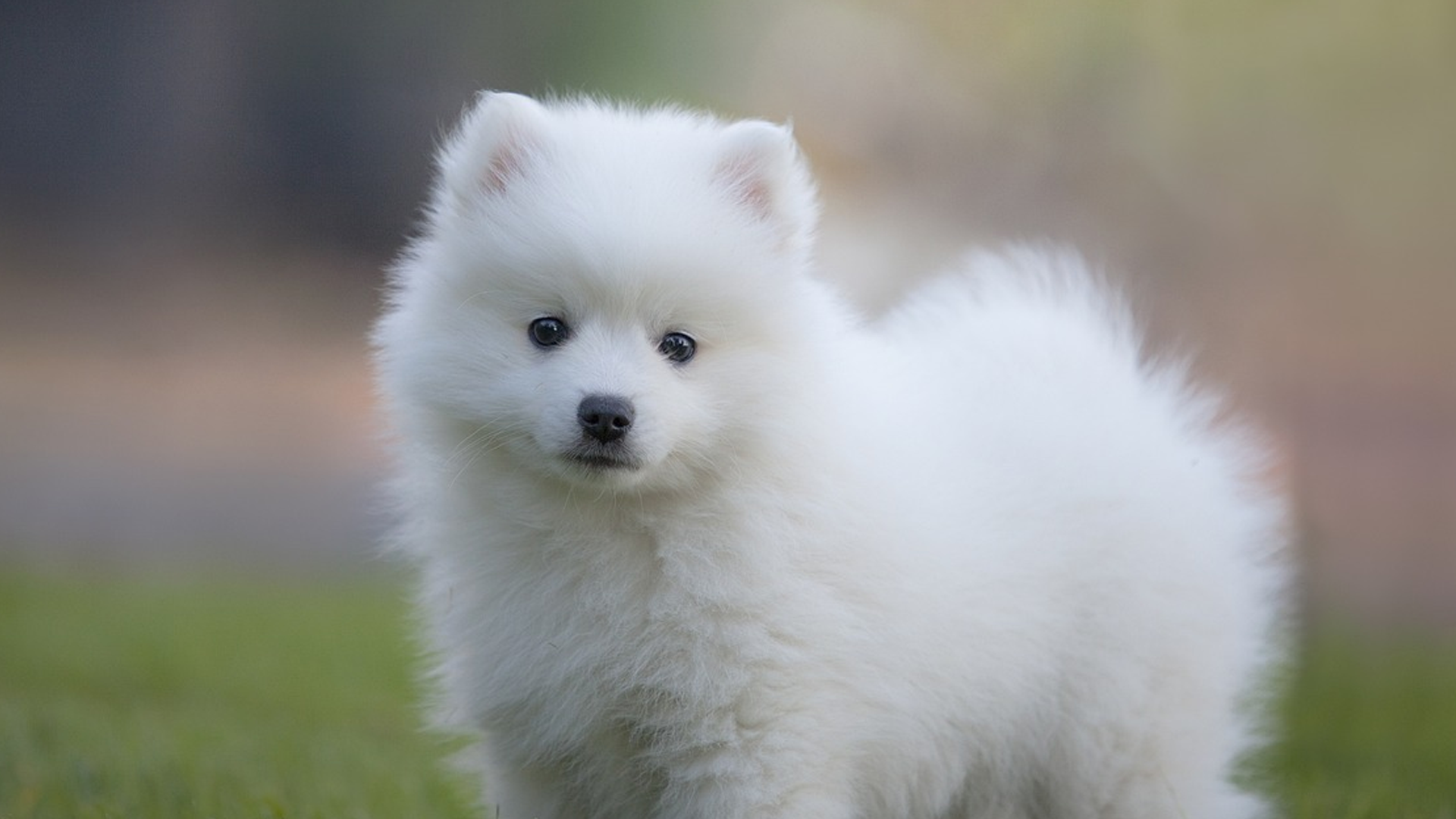 Japanese Spitz Dog Breed