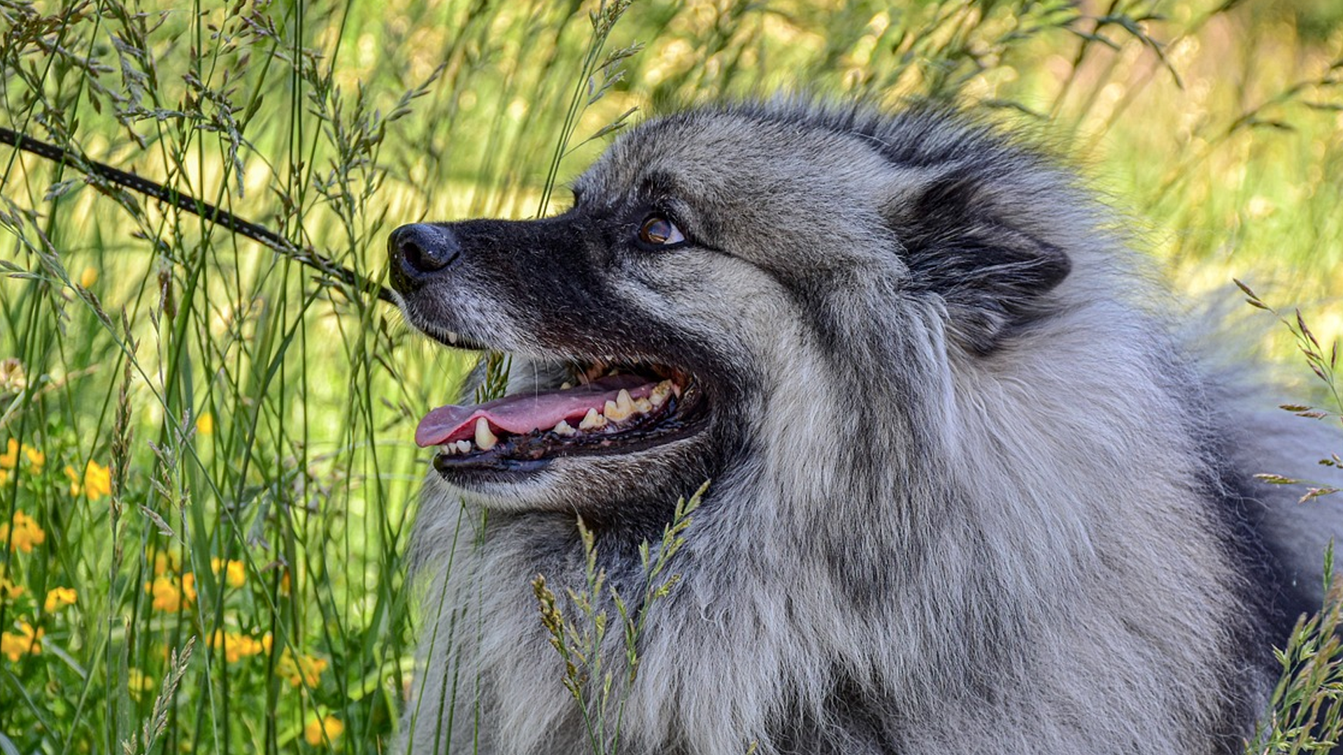 Keeshond Dog Breed