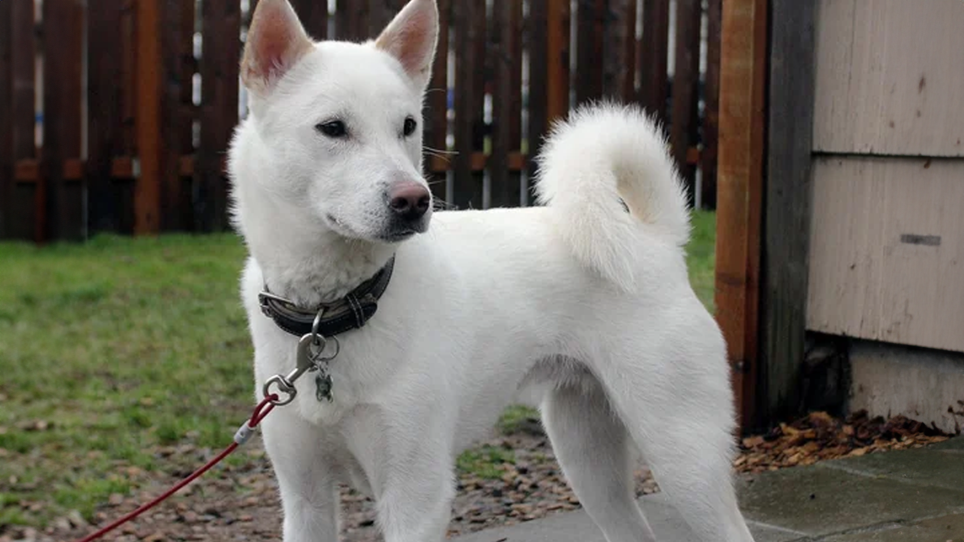 Kishu Ken Dog Breed