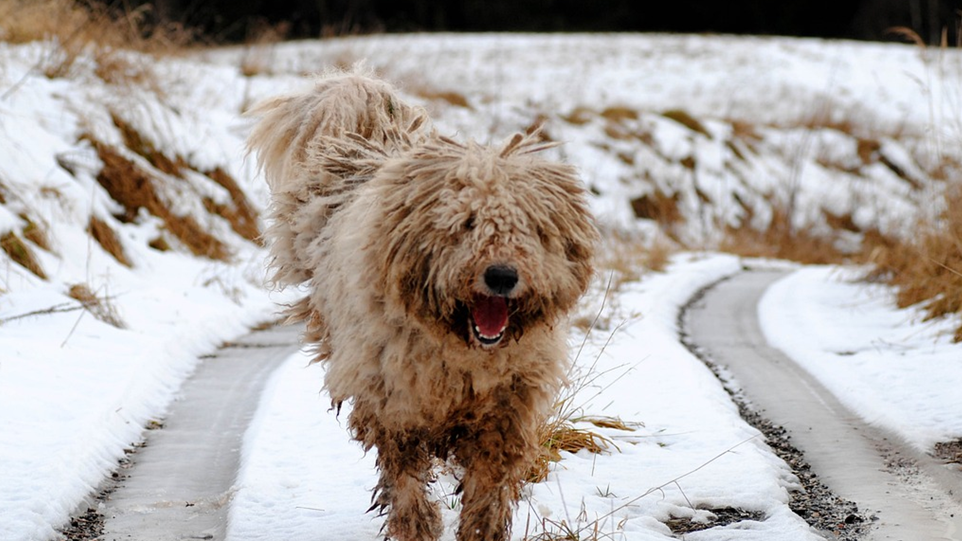 Komondor Dog Breed