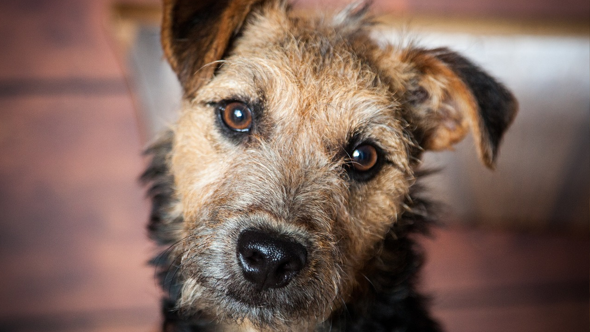 Lakeland Terrier Dog Breed