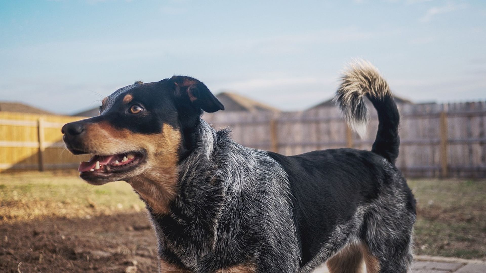 Lancashire Heeler Dog Breed