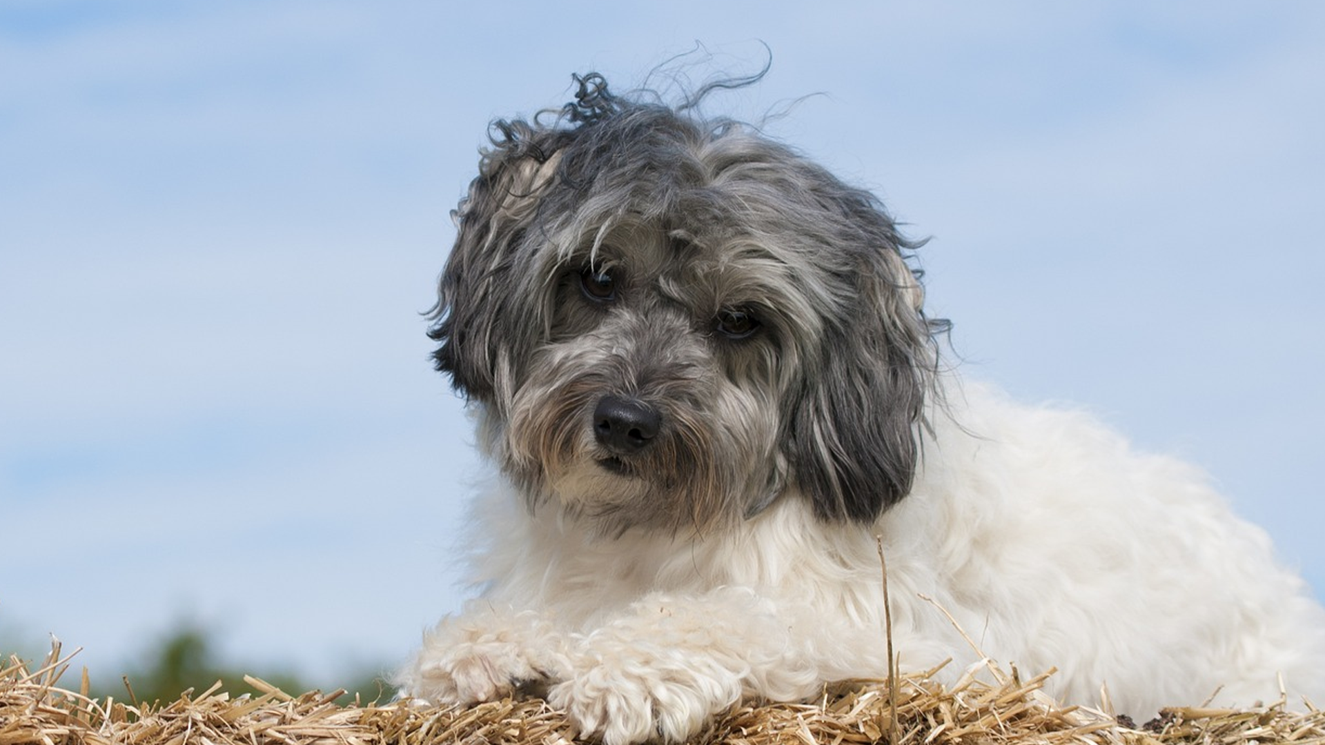 Löwchen Dog Breed