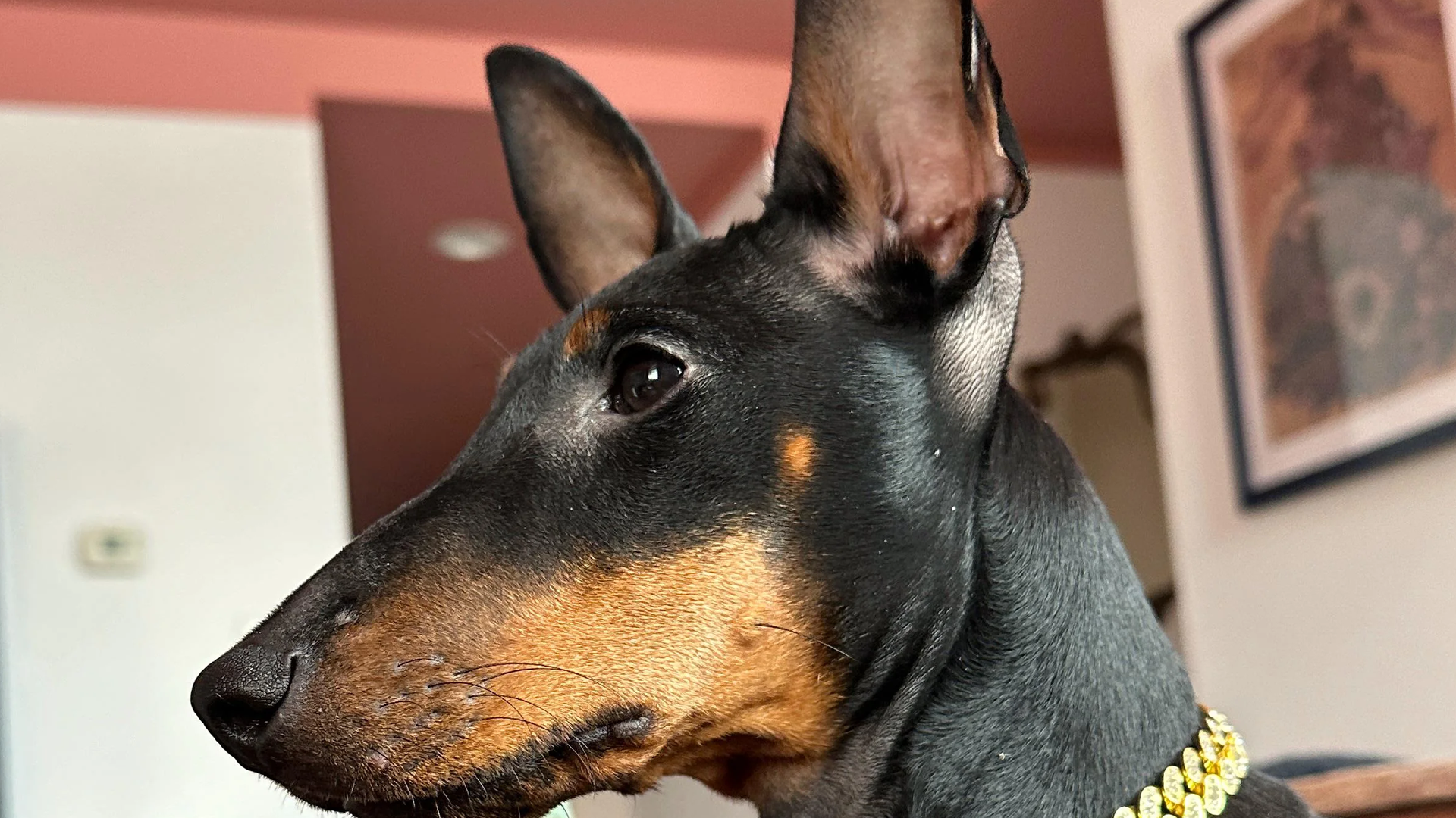 Manchester Terrier (Standard) Dog Breed