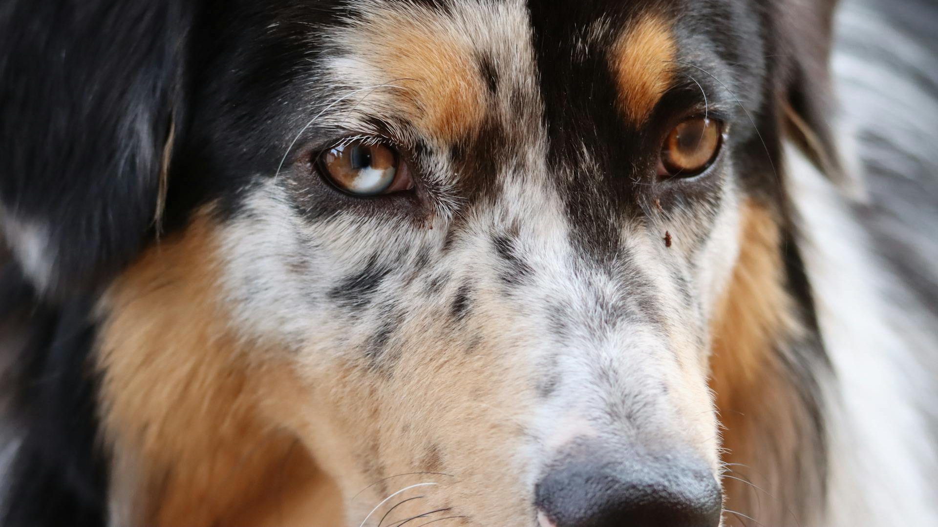 Miniature American Shepherd Dog Breed