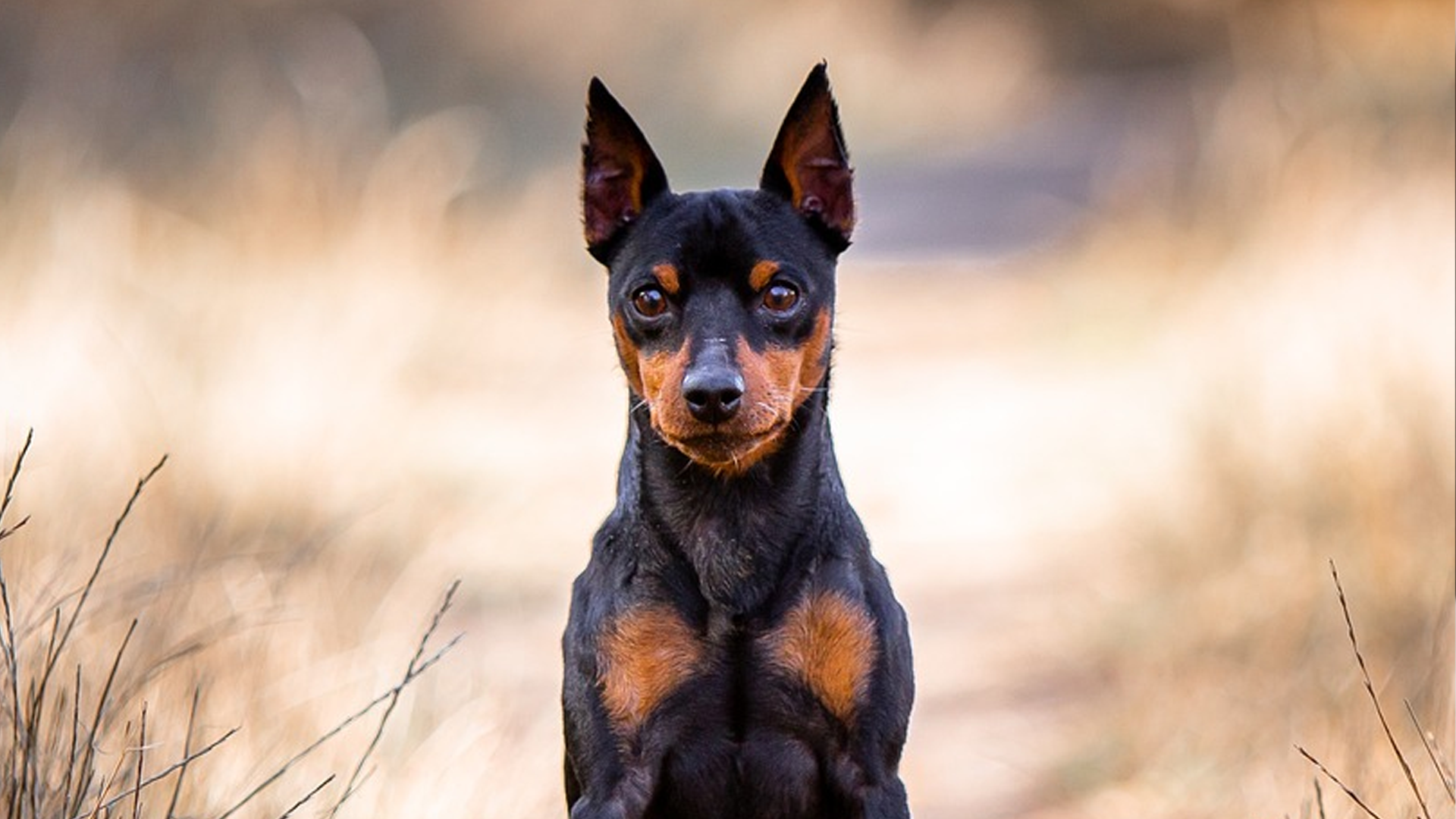Miniature Pinscher Dog Breed