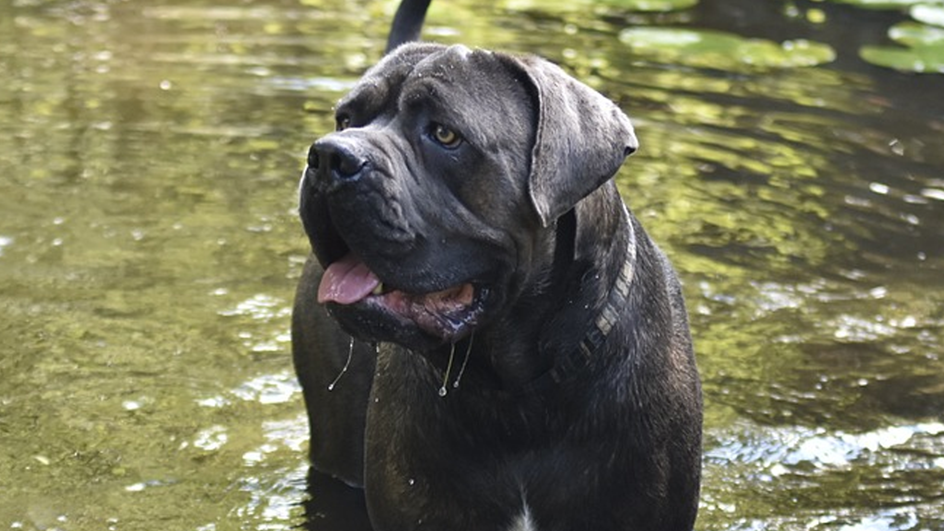 Neapolitan Mastiff Dog Breed