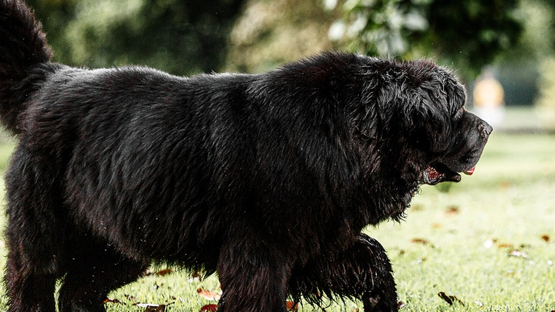 Newfoundland Dog Breed