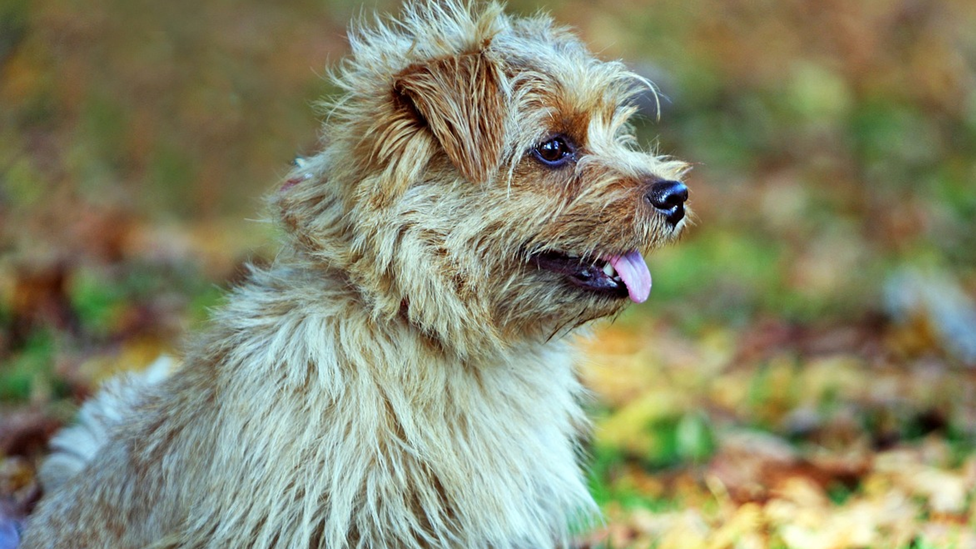 Norfolk Terrier Dog Breed