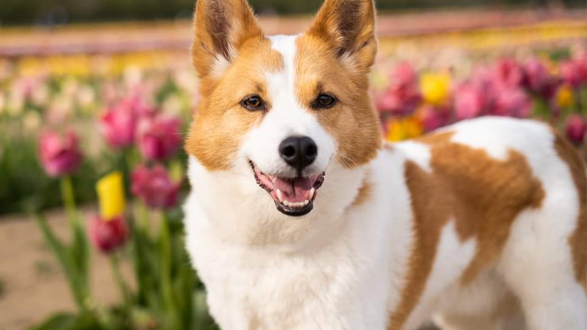 Norrbottenspets Dog Breed