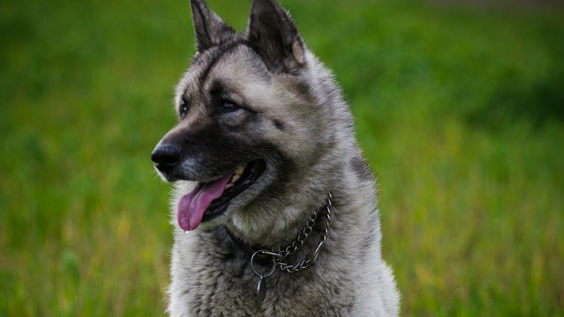 Norwegian Elkhound Dog Breed