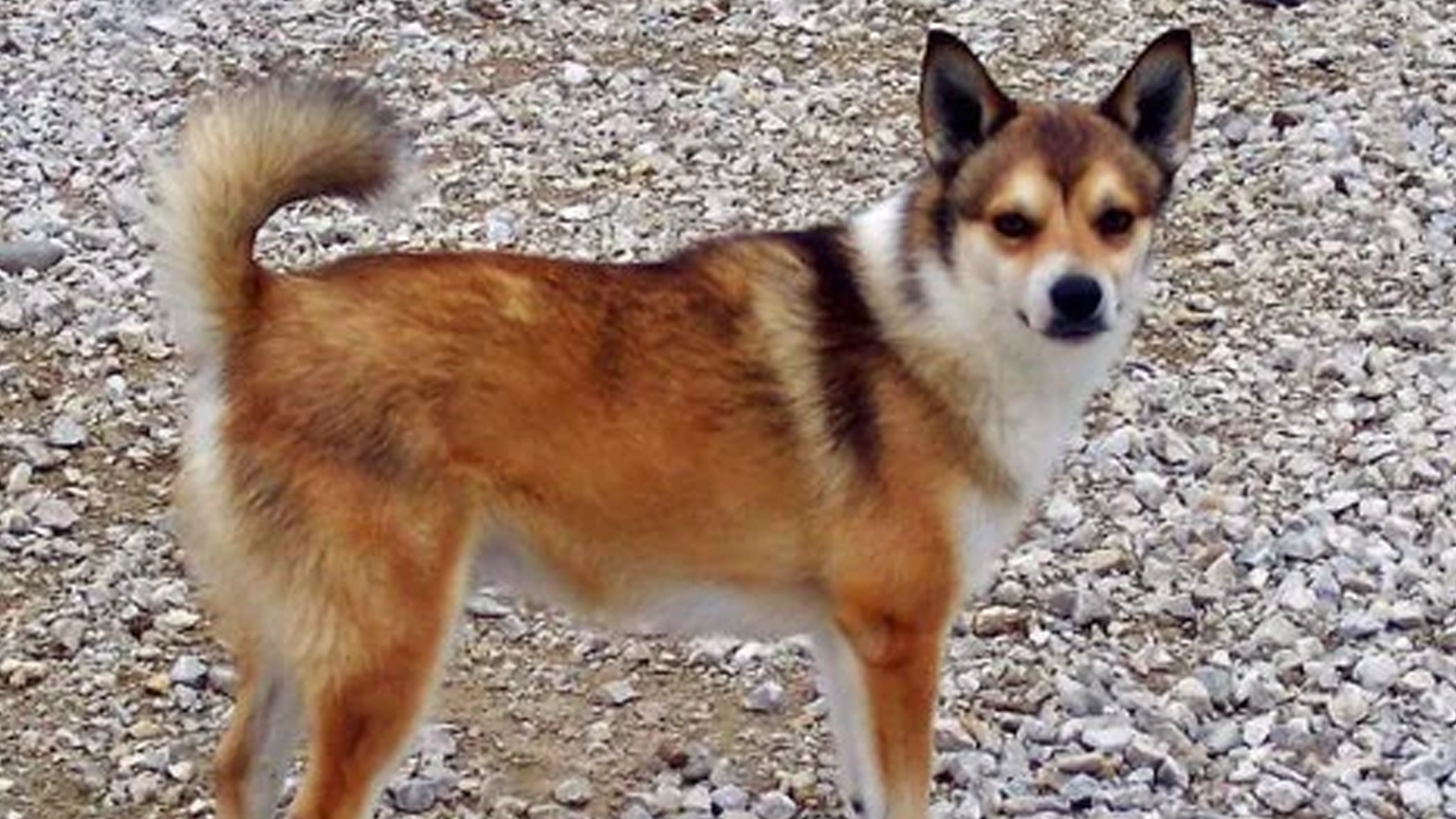 Norwegian Lundehund Dog Breed