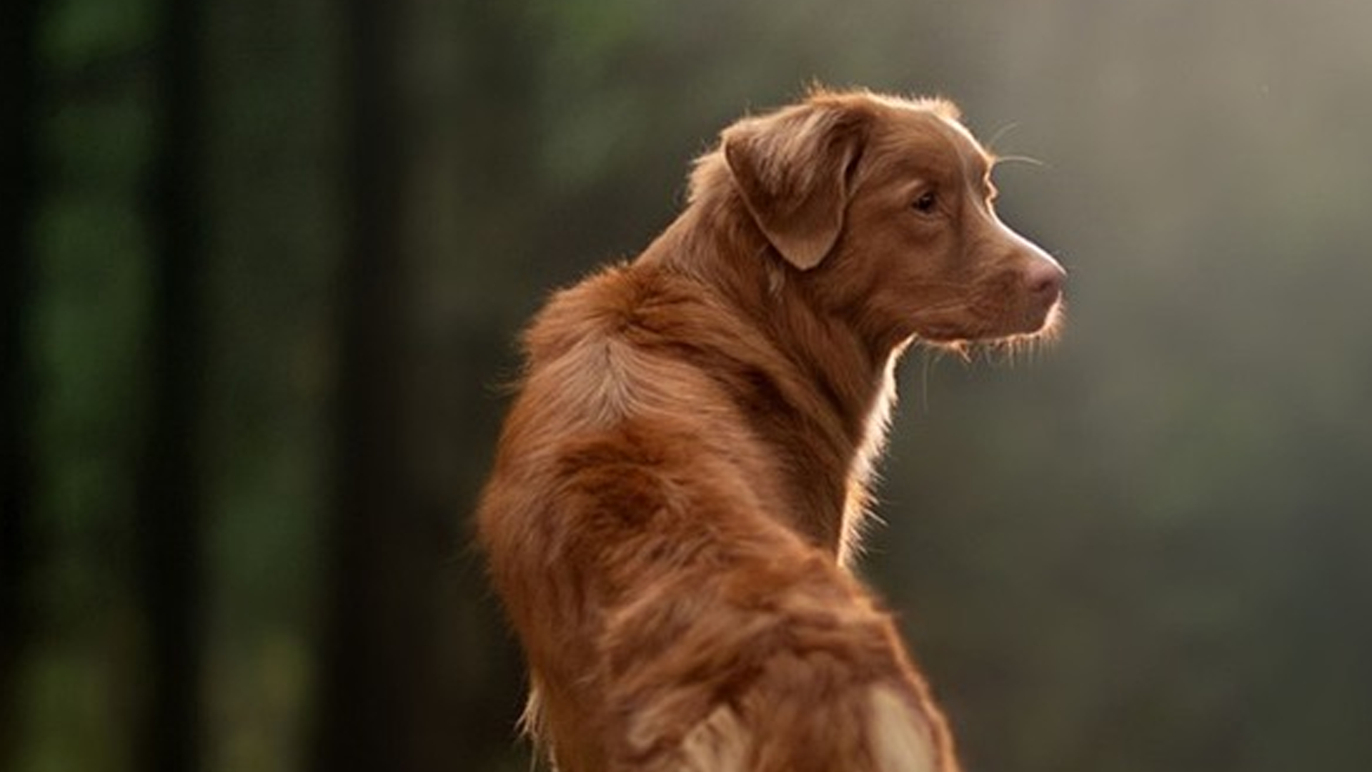 Nova Scotia Duck Tolling Retriever Dog Breed