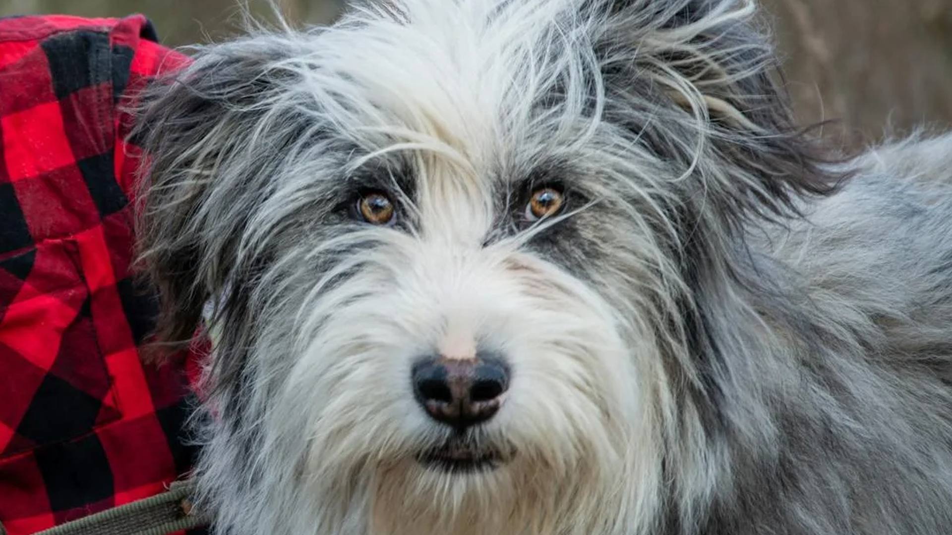 Old English Sheepdog Dog Breed