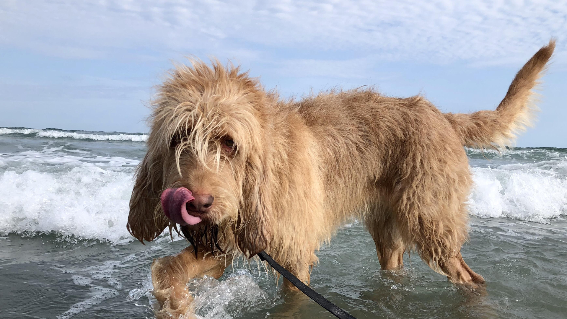 Otterhound Dog Breed