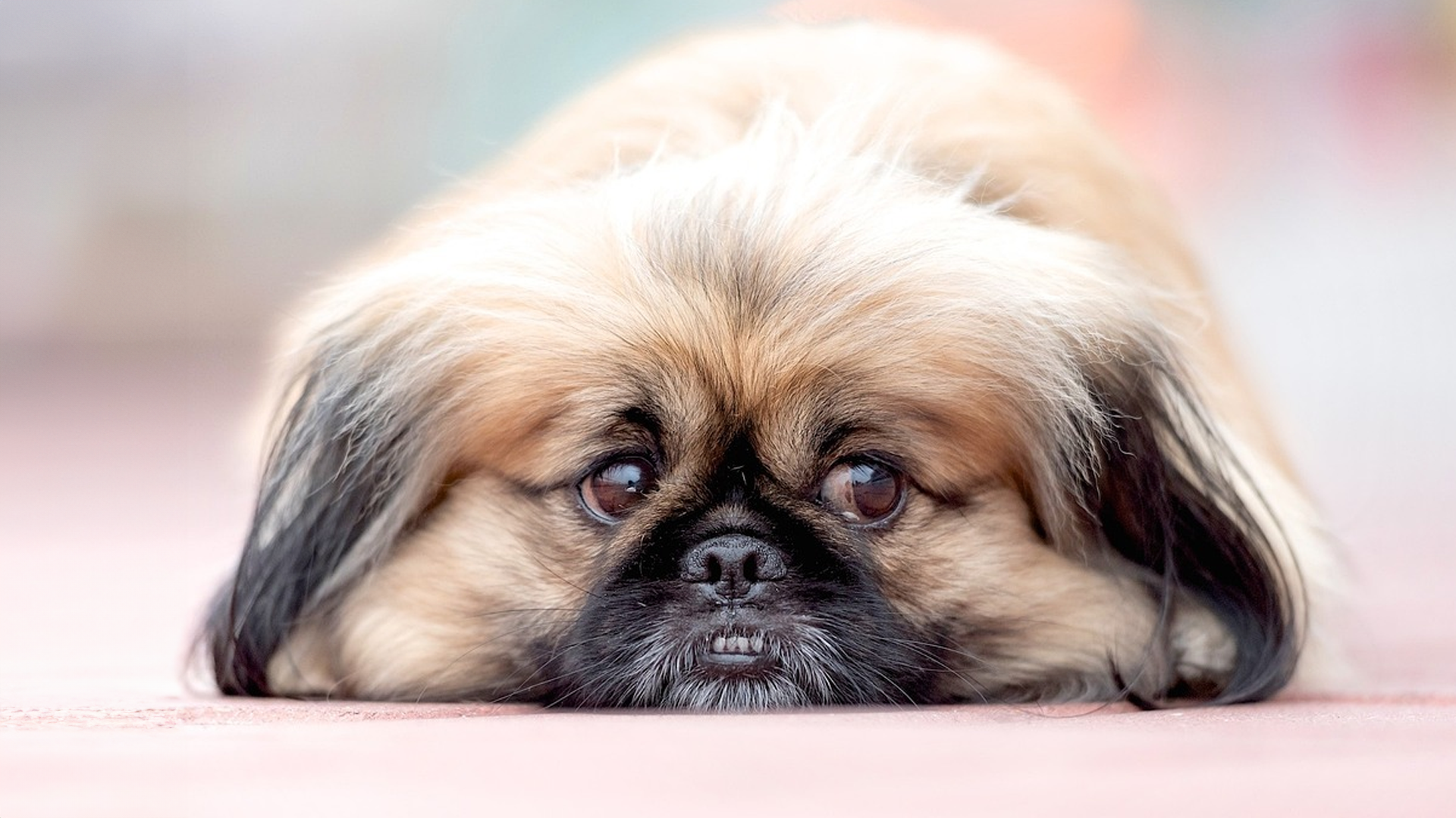 Pekingese Dog Breed