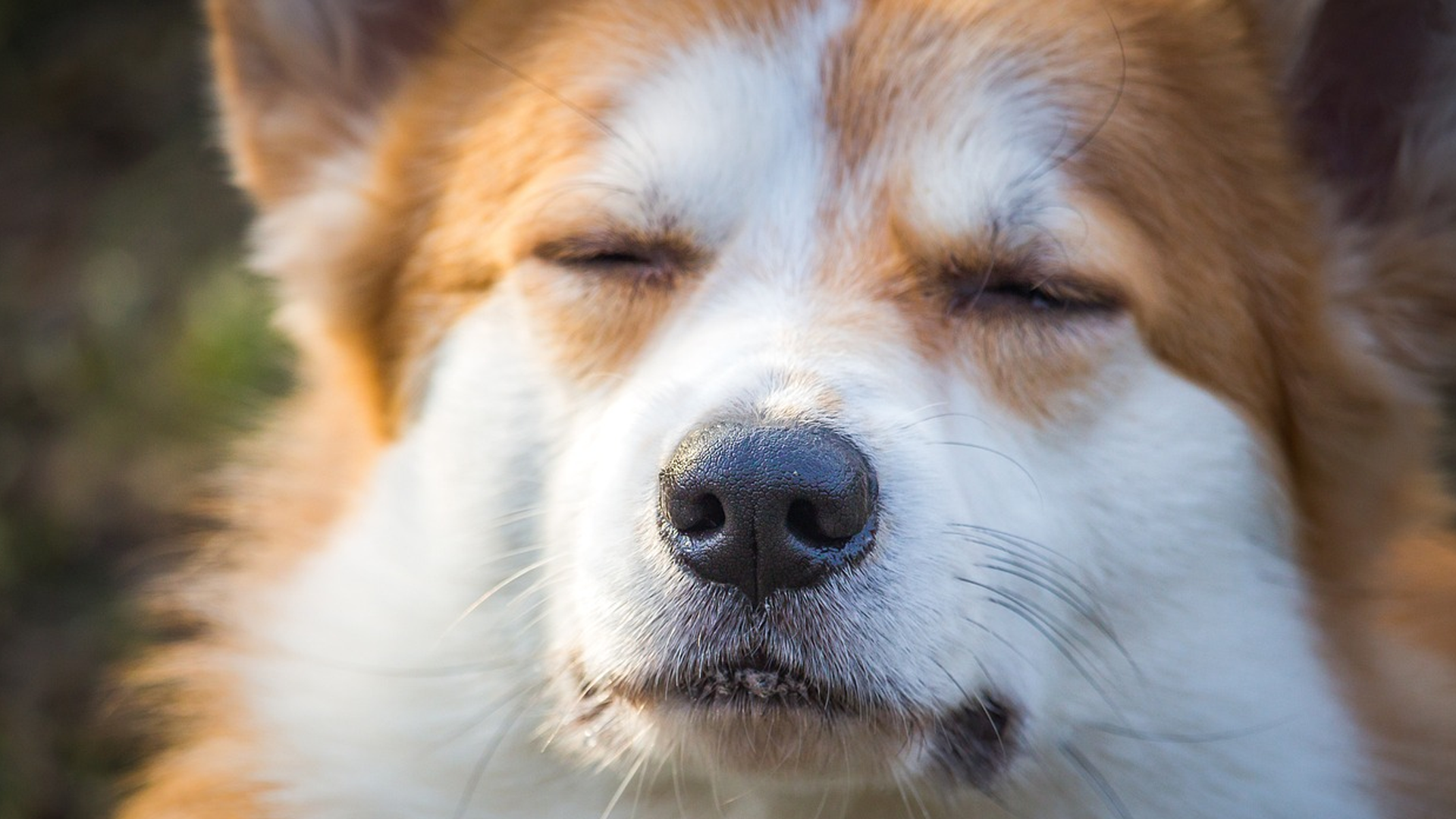 Pembroke Welsh Corgi Dog Breed