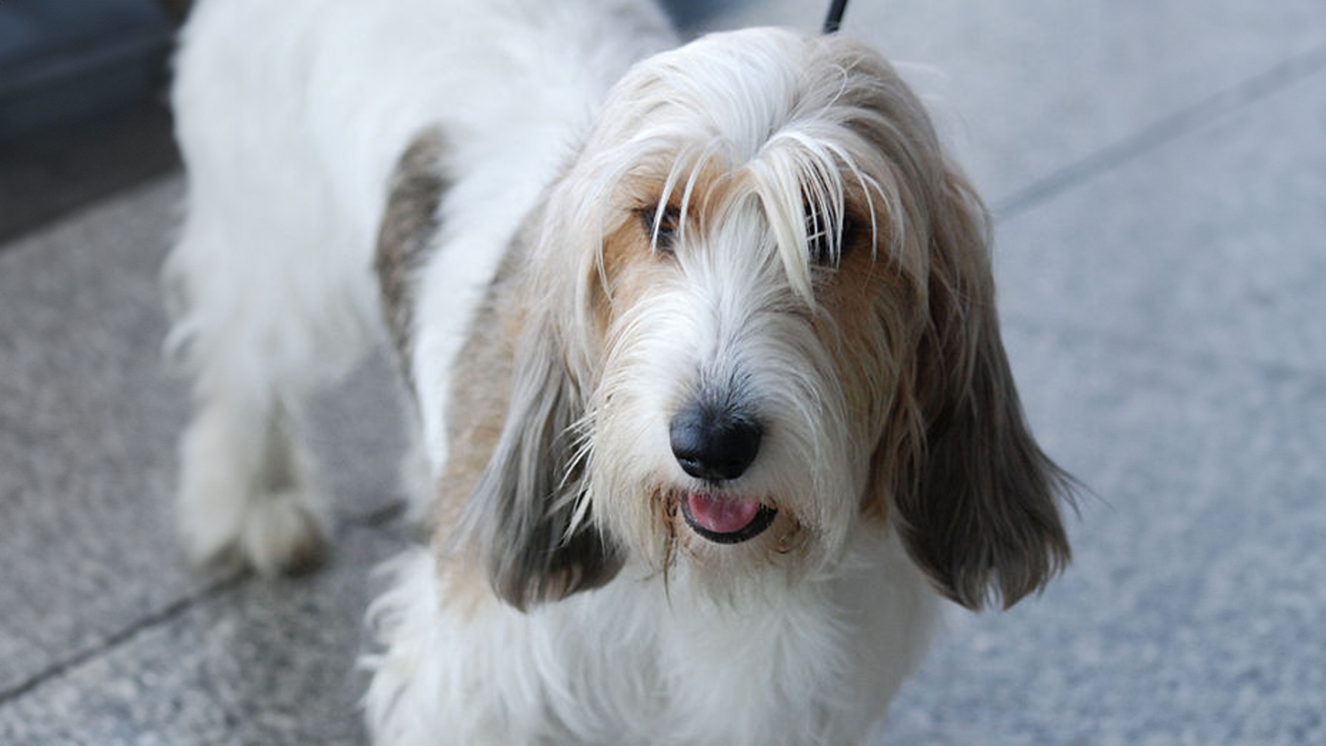 Petit Basset Griffon Vendéen Dog Breed