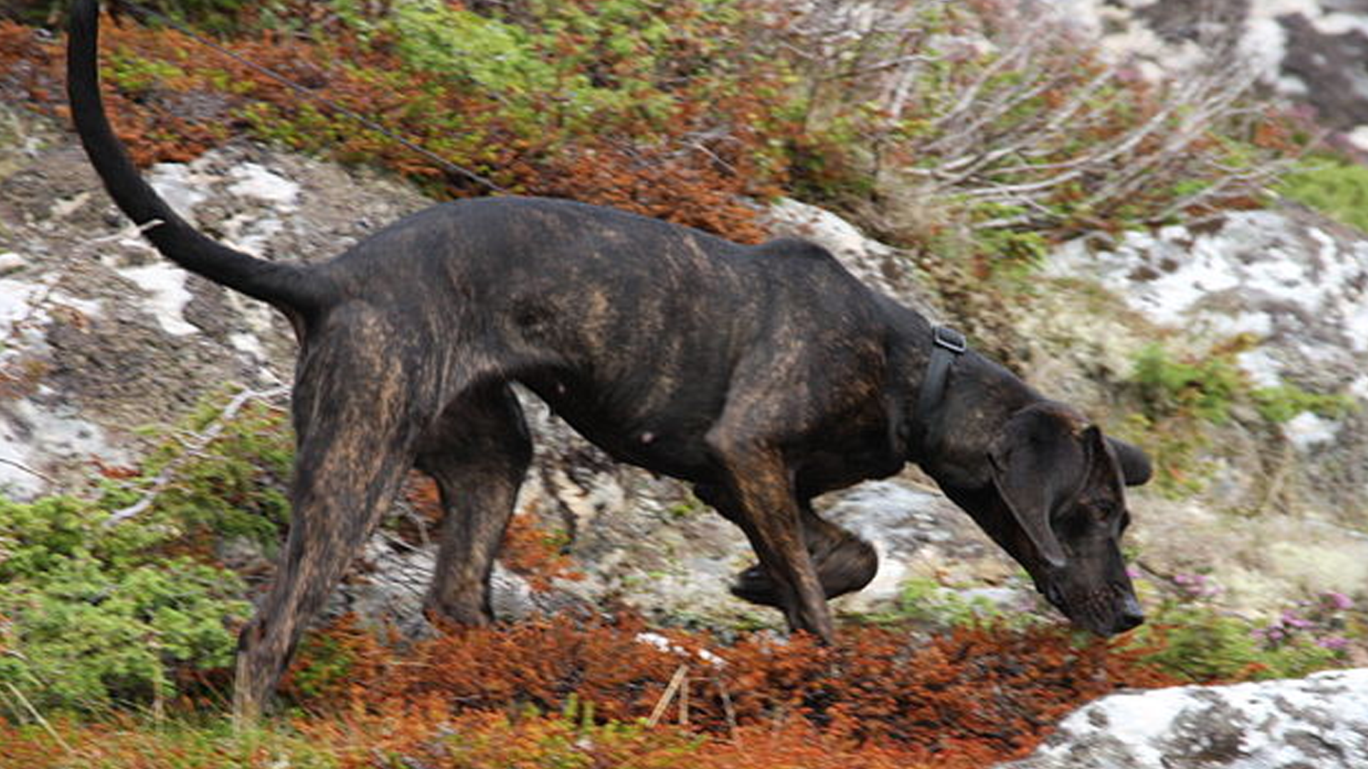 Plott Hound Dog Breed