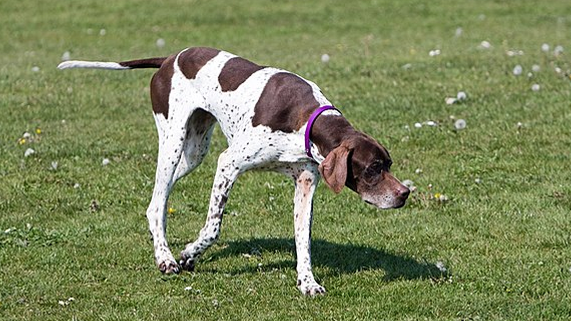 Pointer Dog Breed