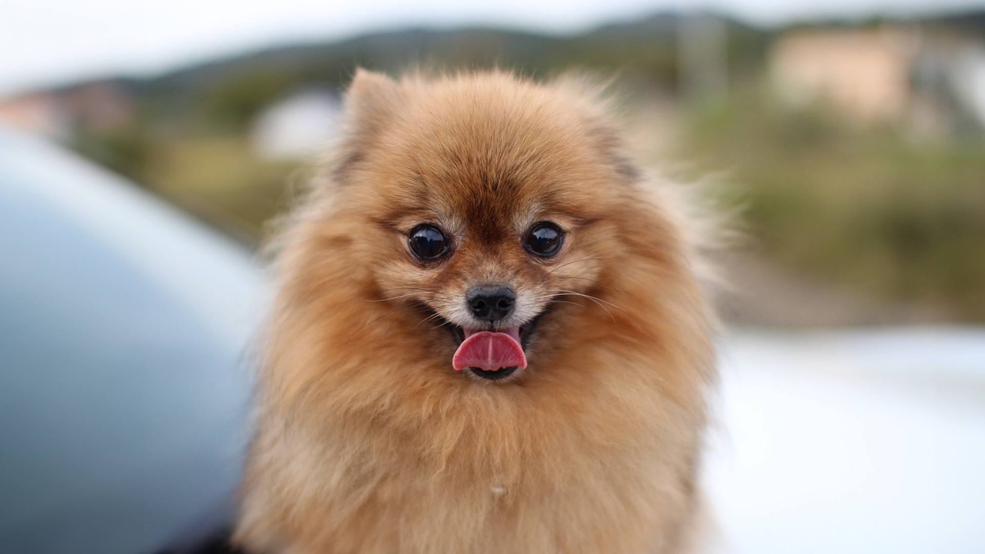 Pomeranian Dog Breed