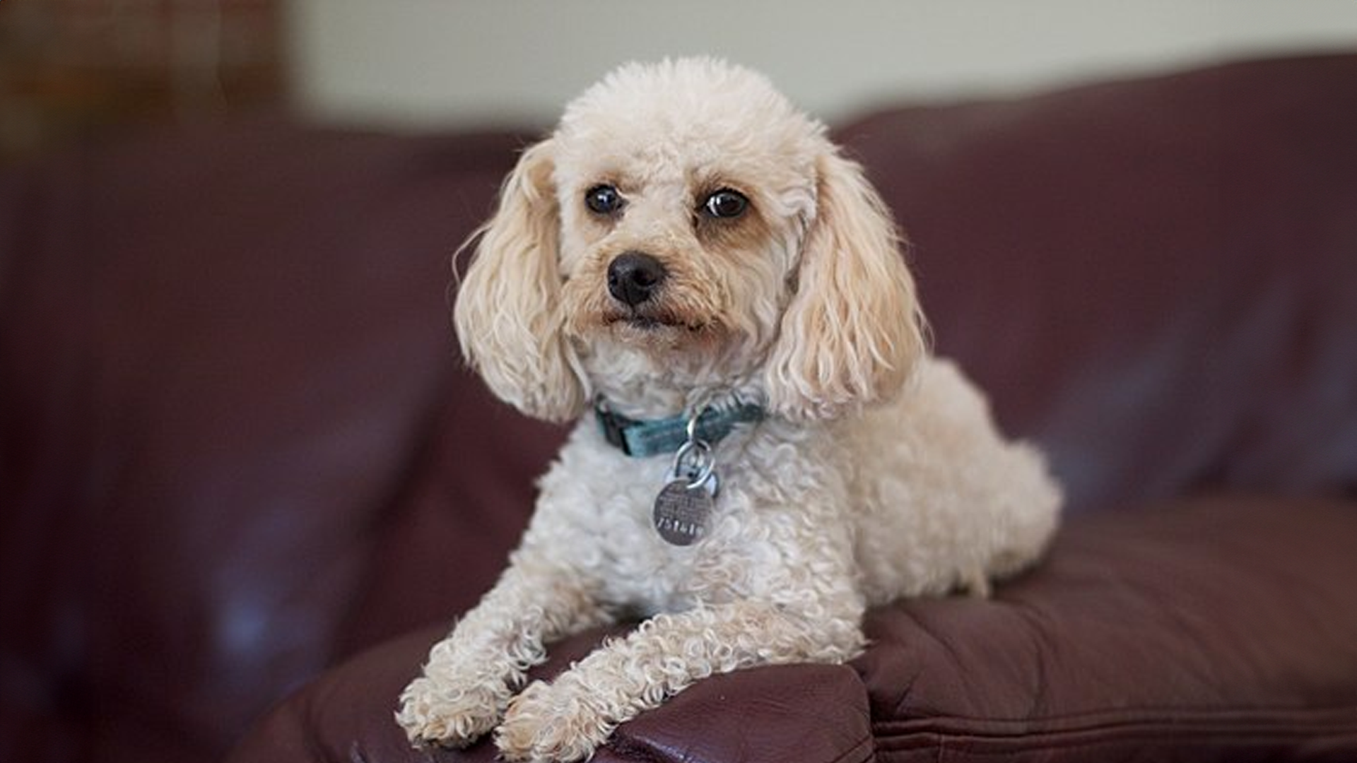 Poodle (Miniature) Dog Breed