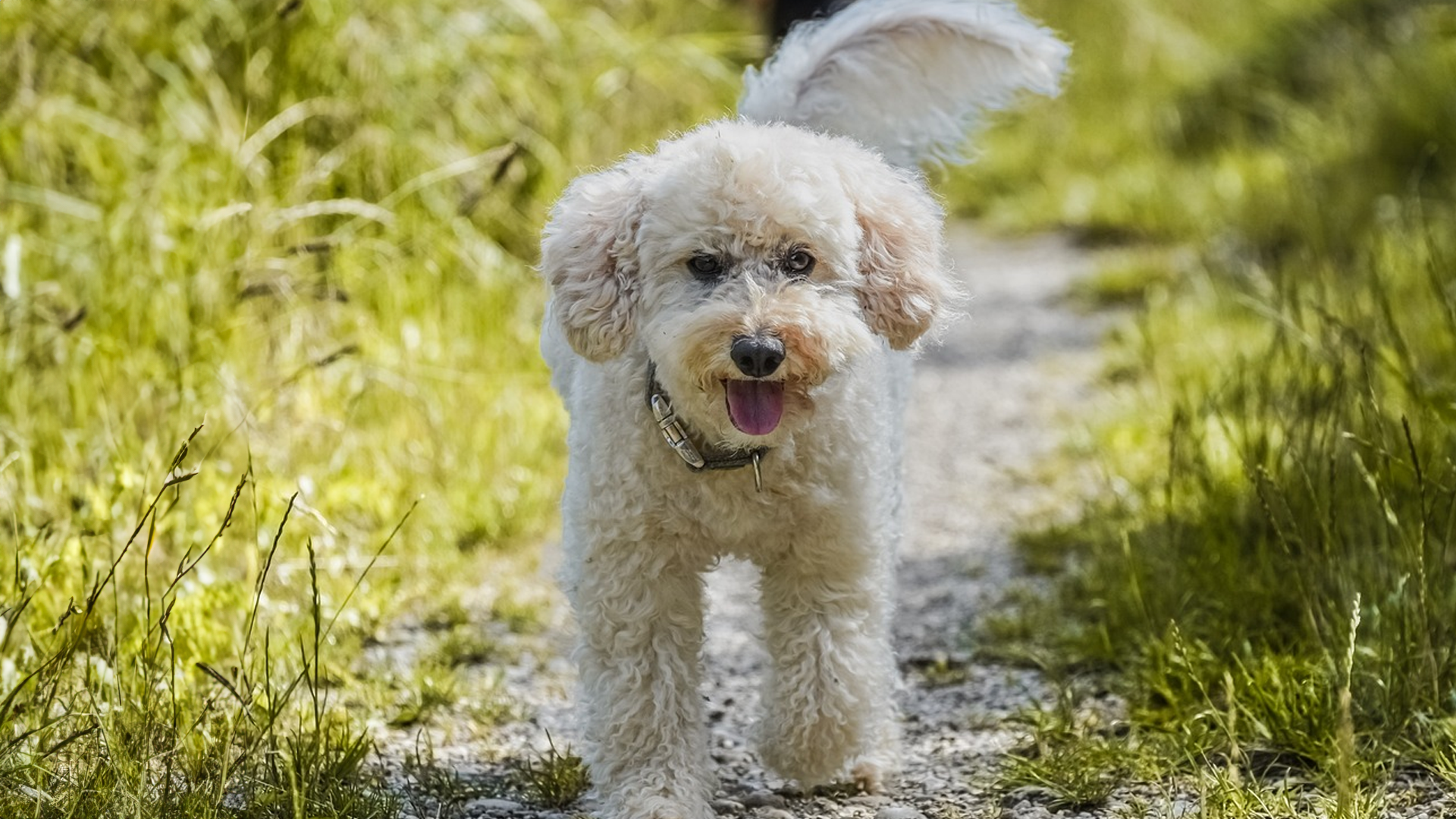 Poodle (Standard) Dog Breed