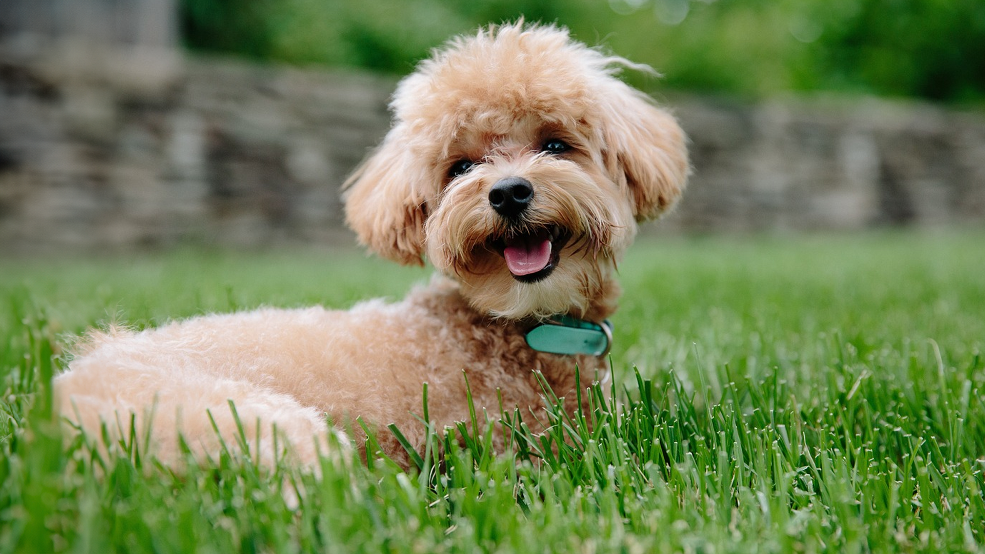 Poodle (Toy) Dog Breed