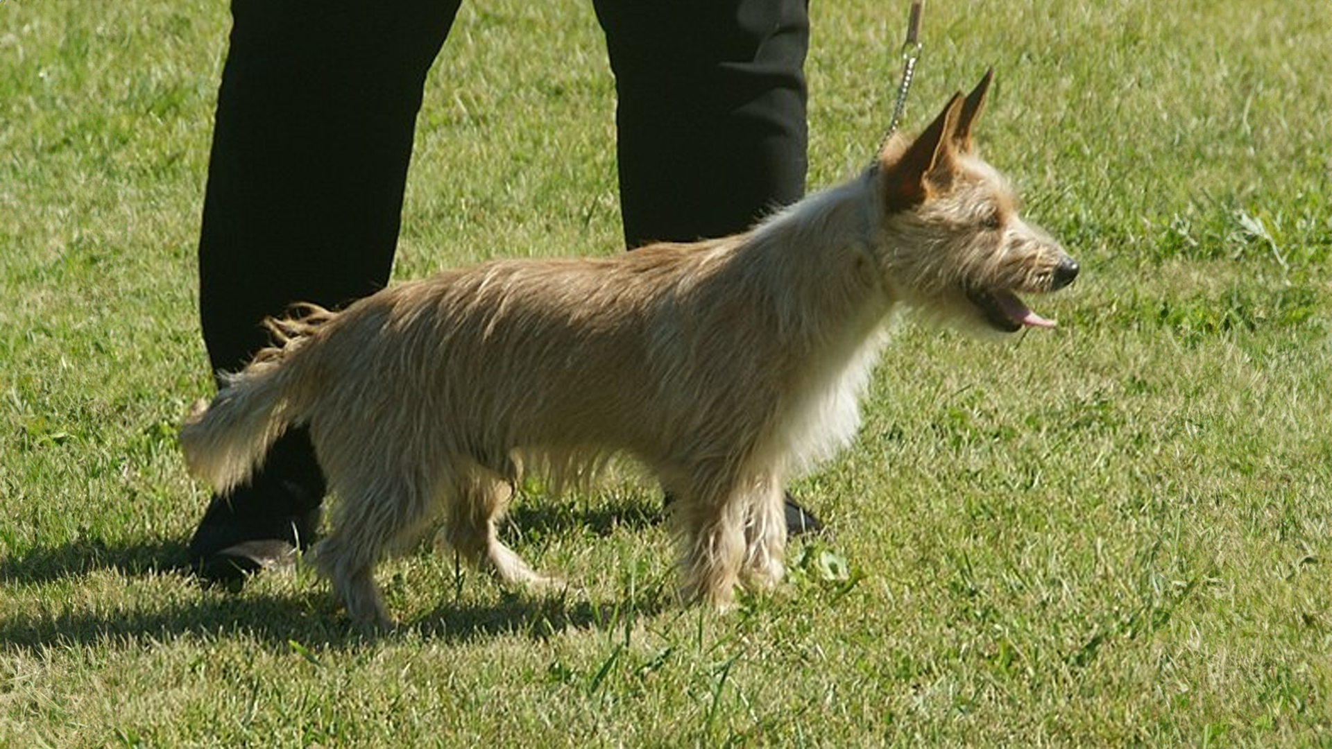 Portuguese Podengo Pequeno Dog Breed