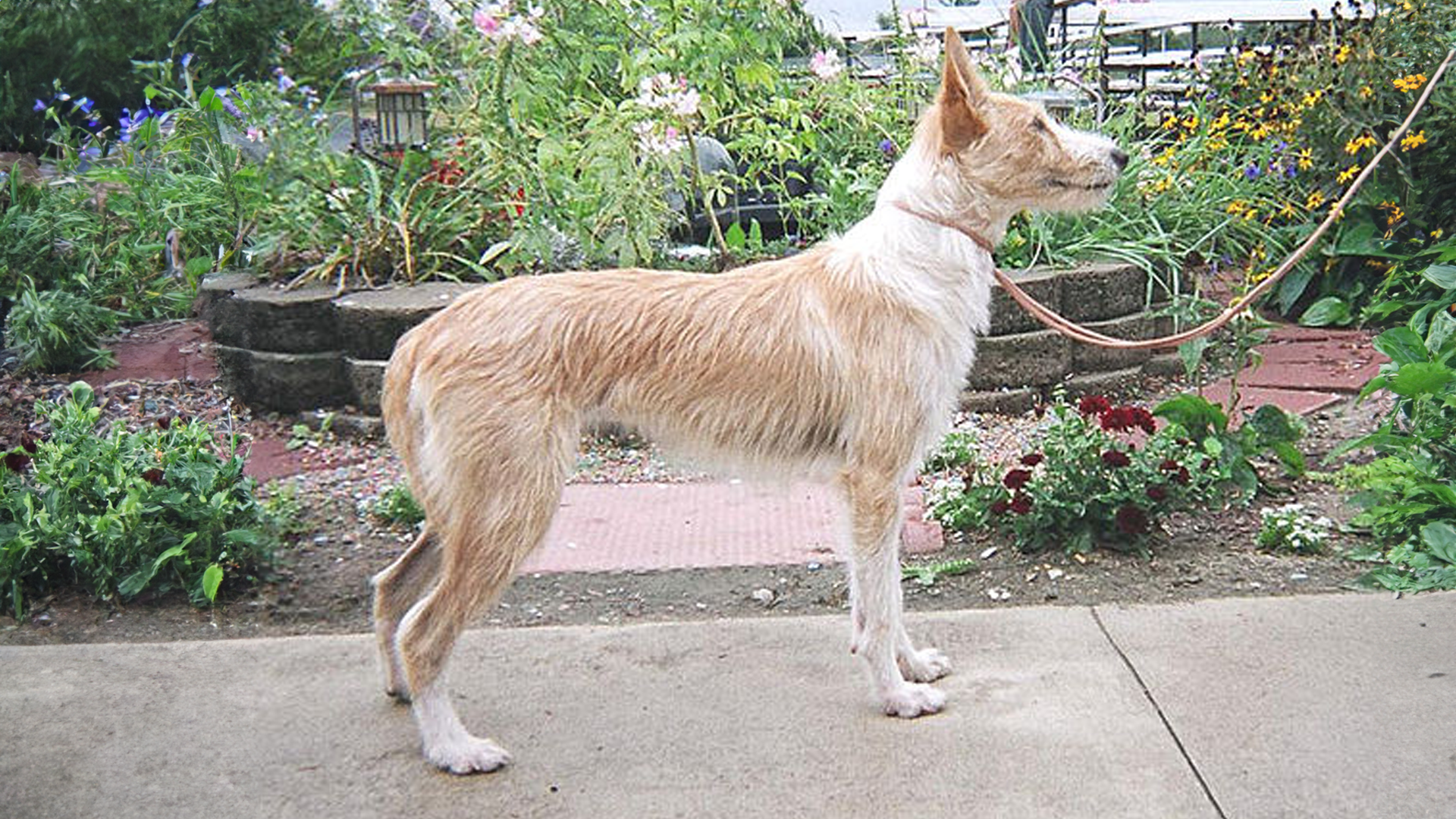 Portuguese Podengo Dog Breed