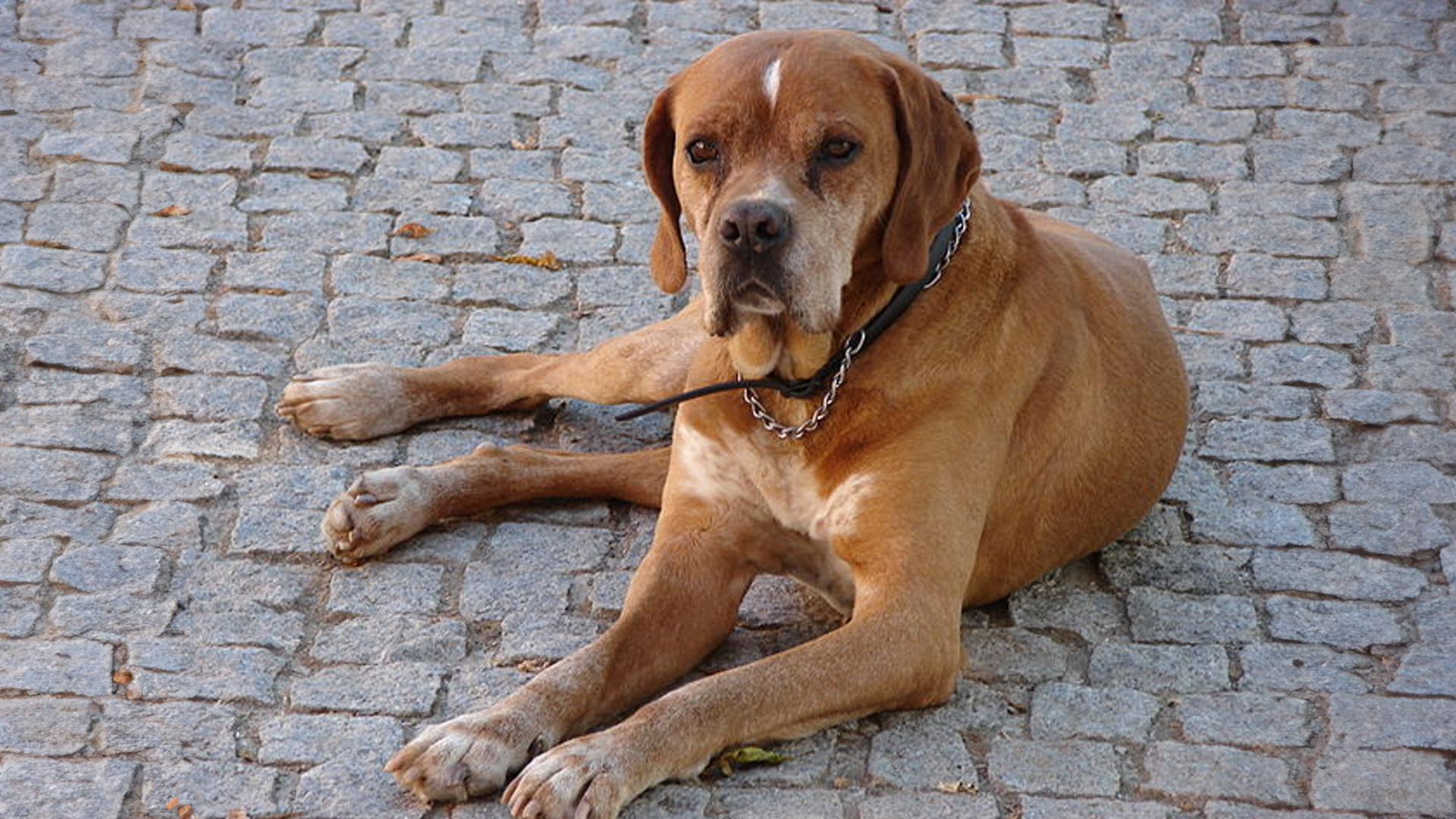 Portuguese Pointer Dog Breed