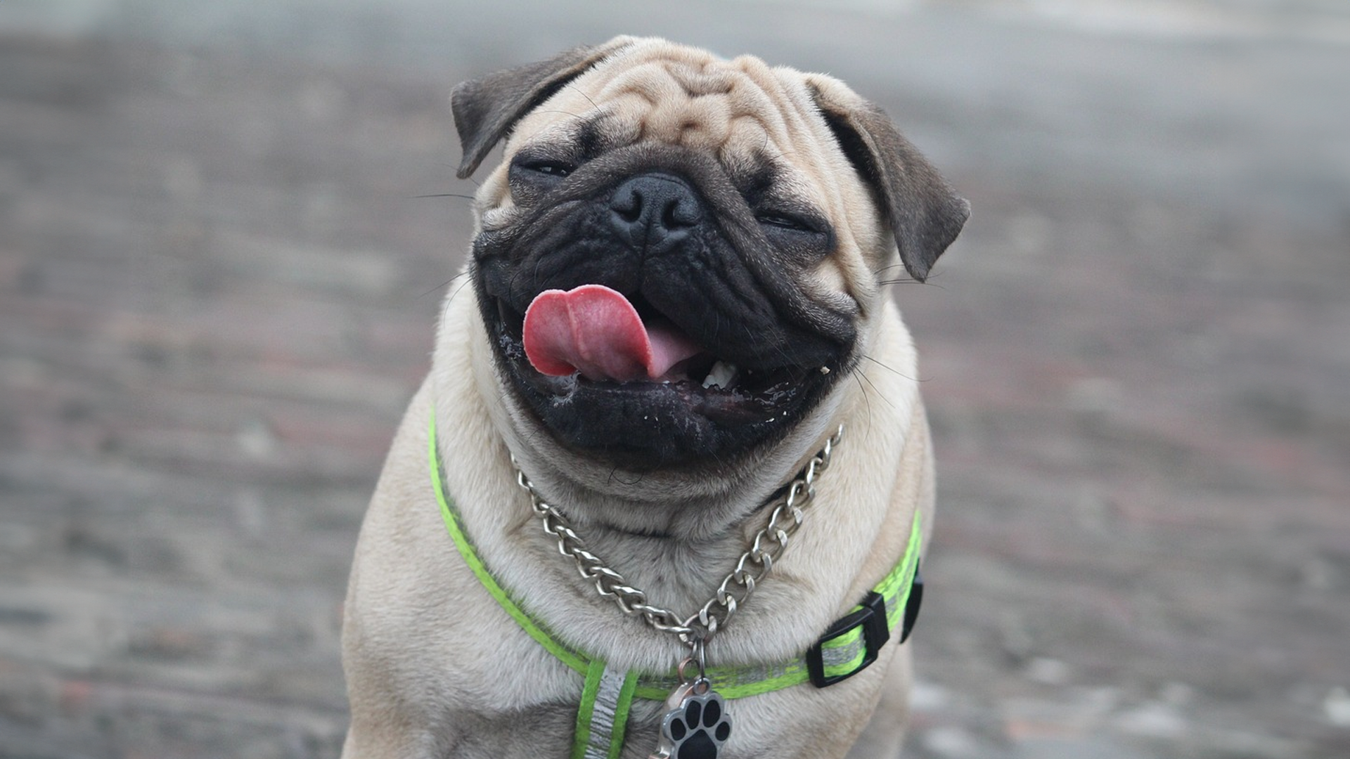 Pug Dog Breed